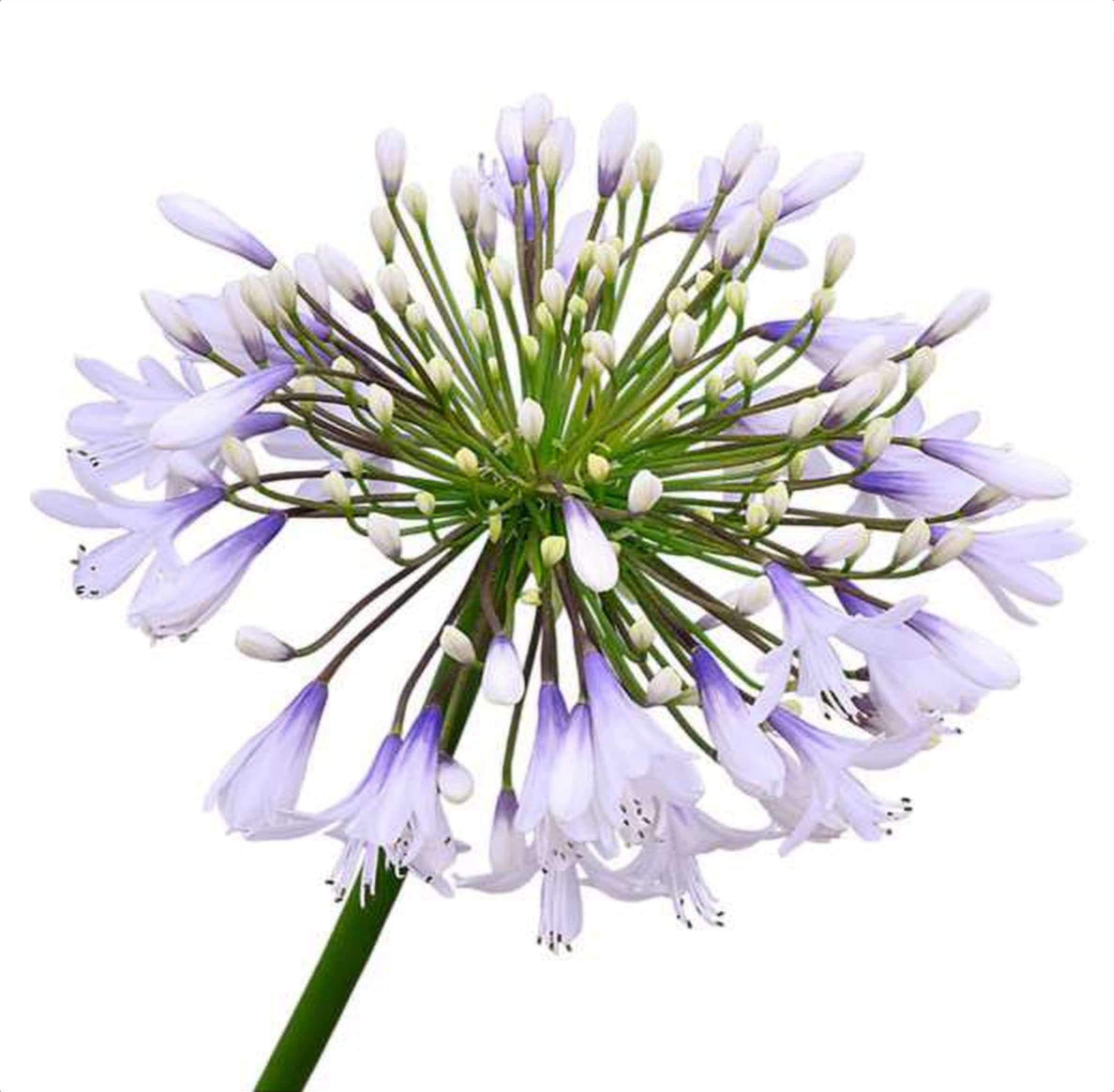 Agapanthus Blue, a blue agapanthus grown in Kenya for wholesale export