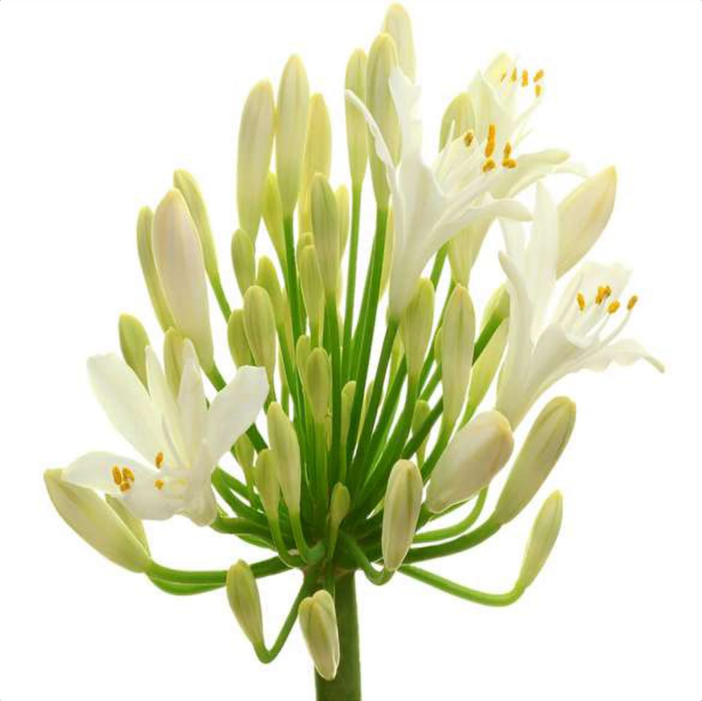 Agapanthus White, a white agapanthus grown in Kenya for wholesale export
