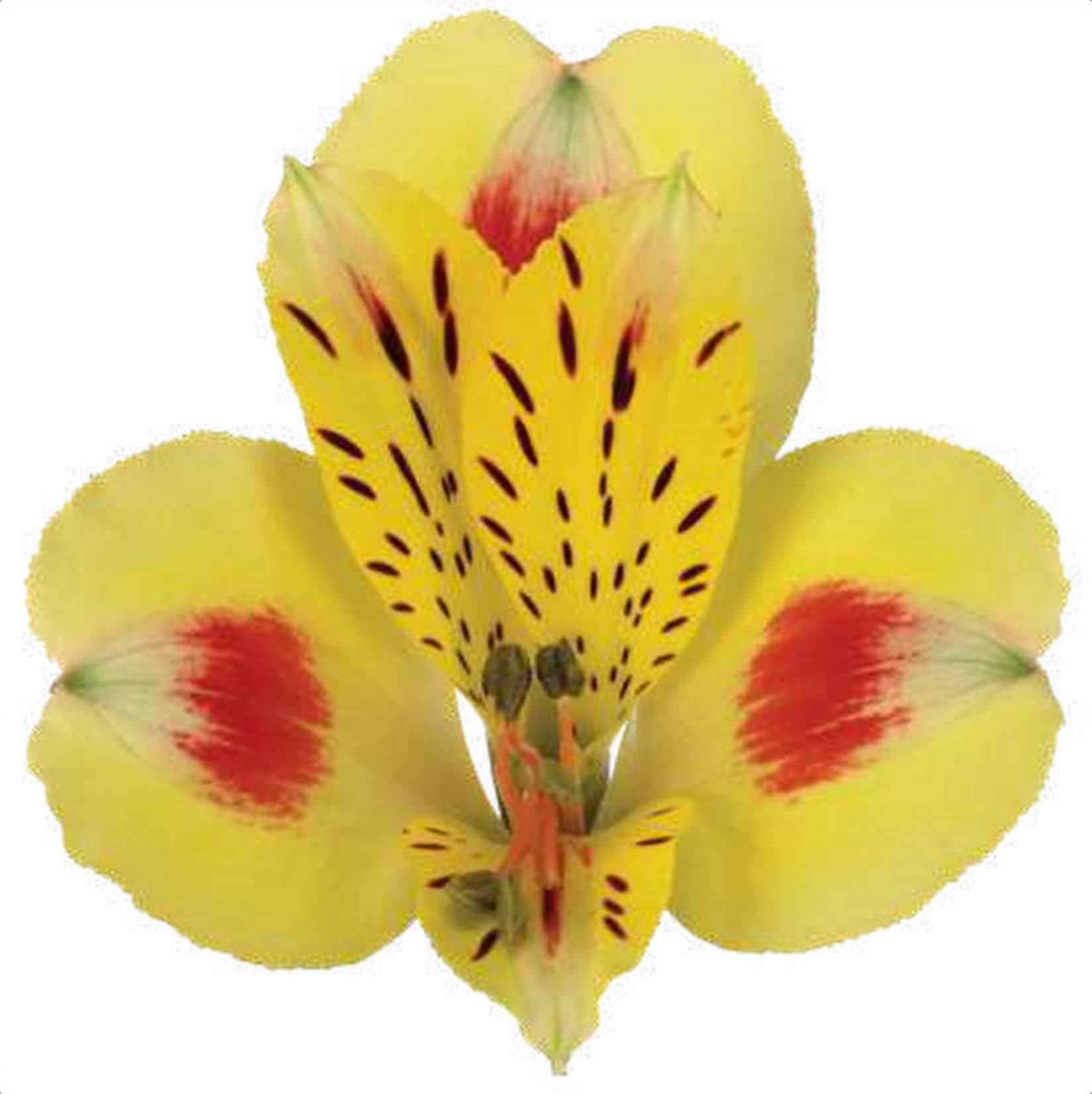 Alstroemeria Bali, a yellow & red bicolour alstroemeria grown in Kenya for wholesale export