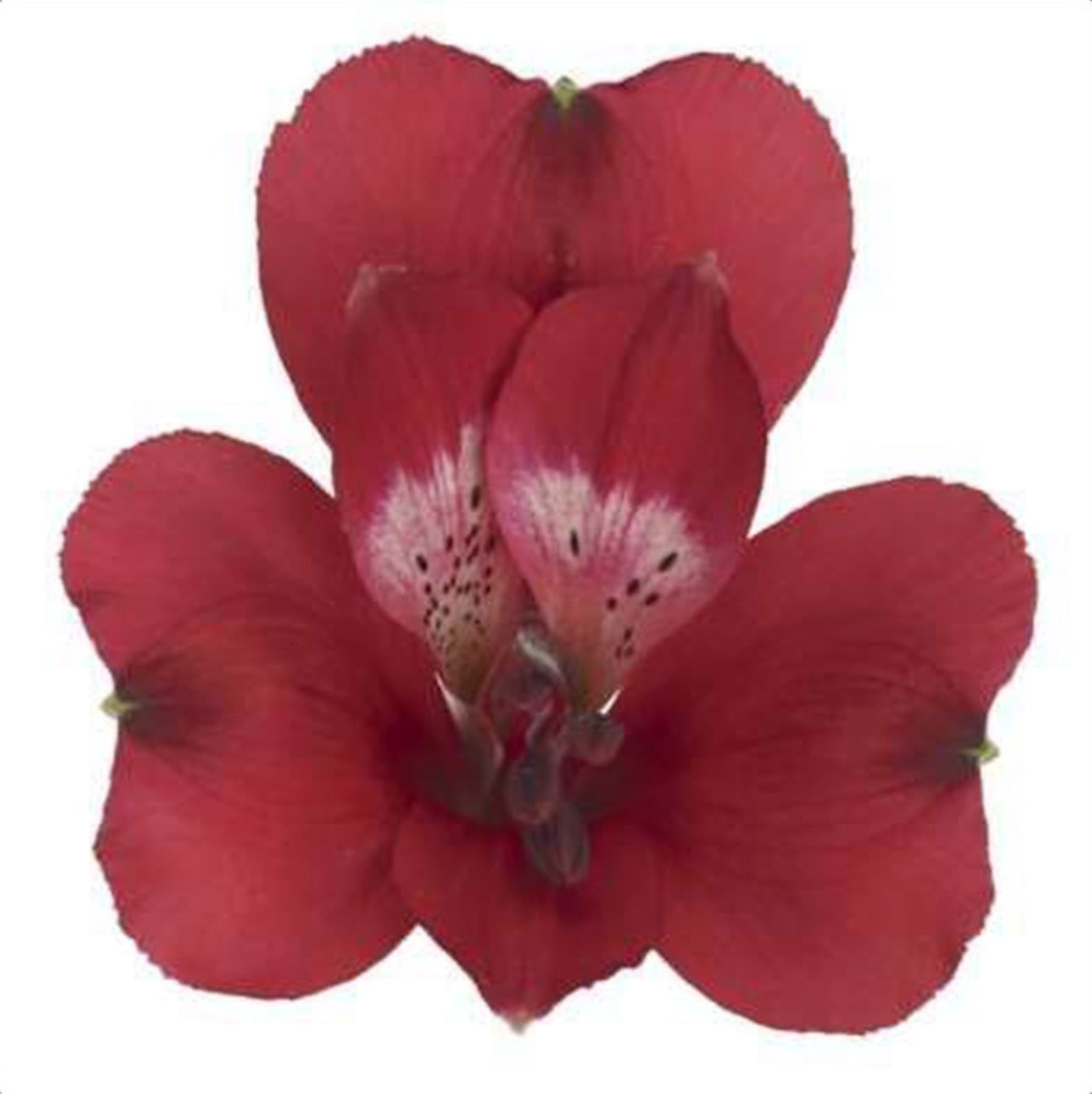 Alstroemeria Cardinal, a red alstroemeria grown in Kenya for wholesale export