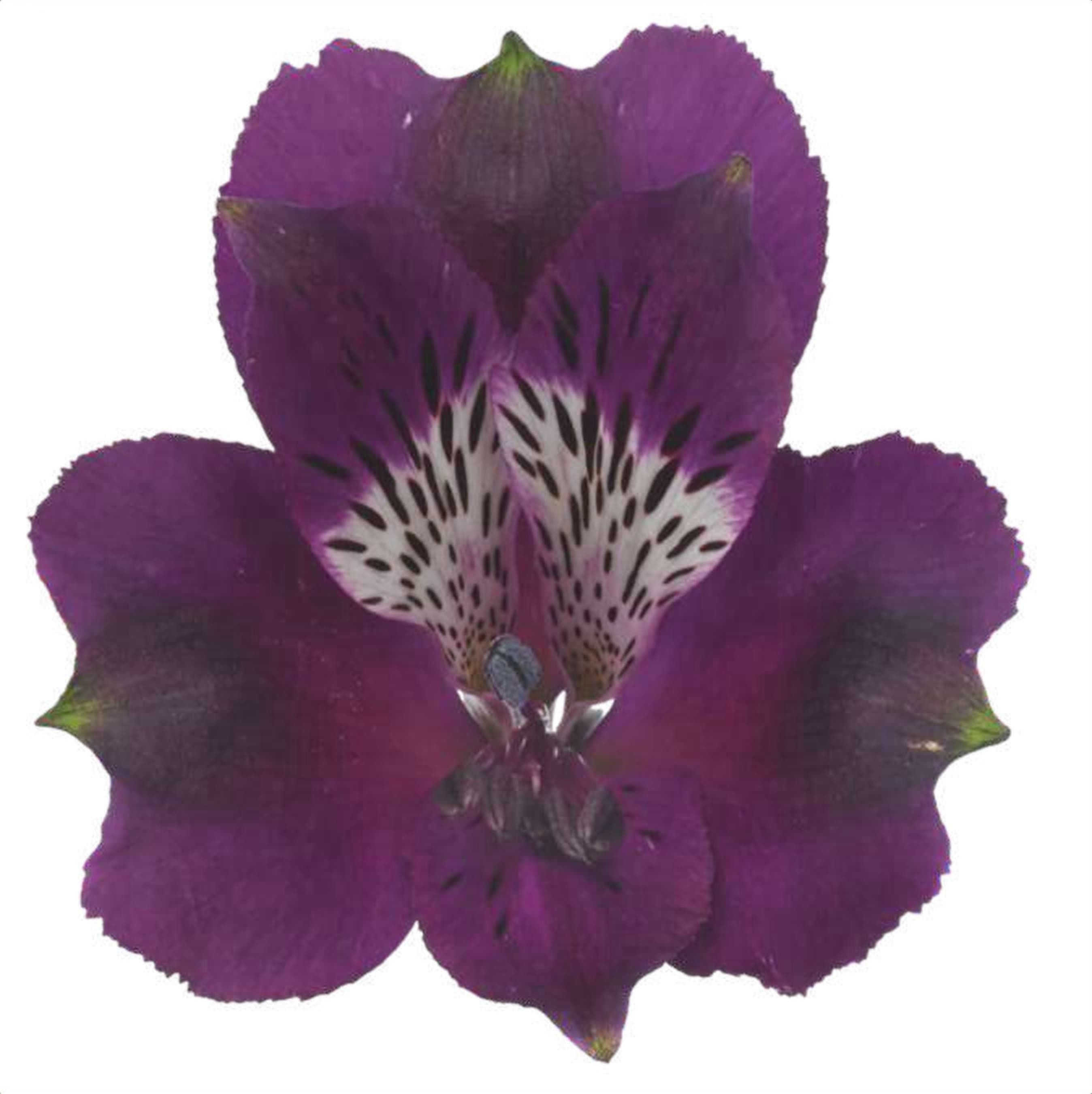 Alstroemeria Carline, a purple alstroemeria grown in Kenya for wholesale export