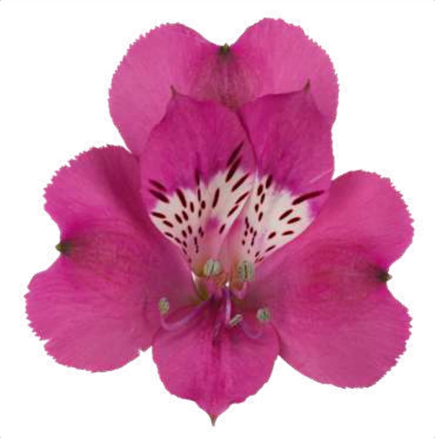 Alstroemeria Casanova, a magenta alstroemeria grown in Kenya for wholesale export