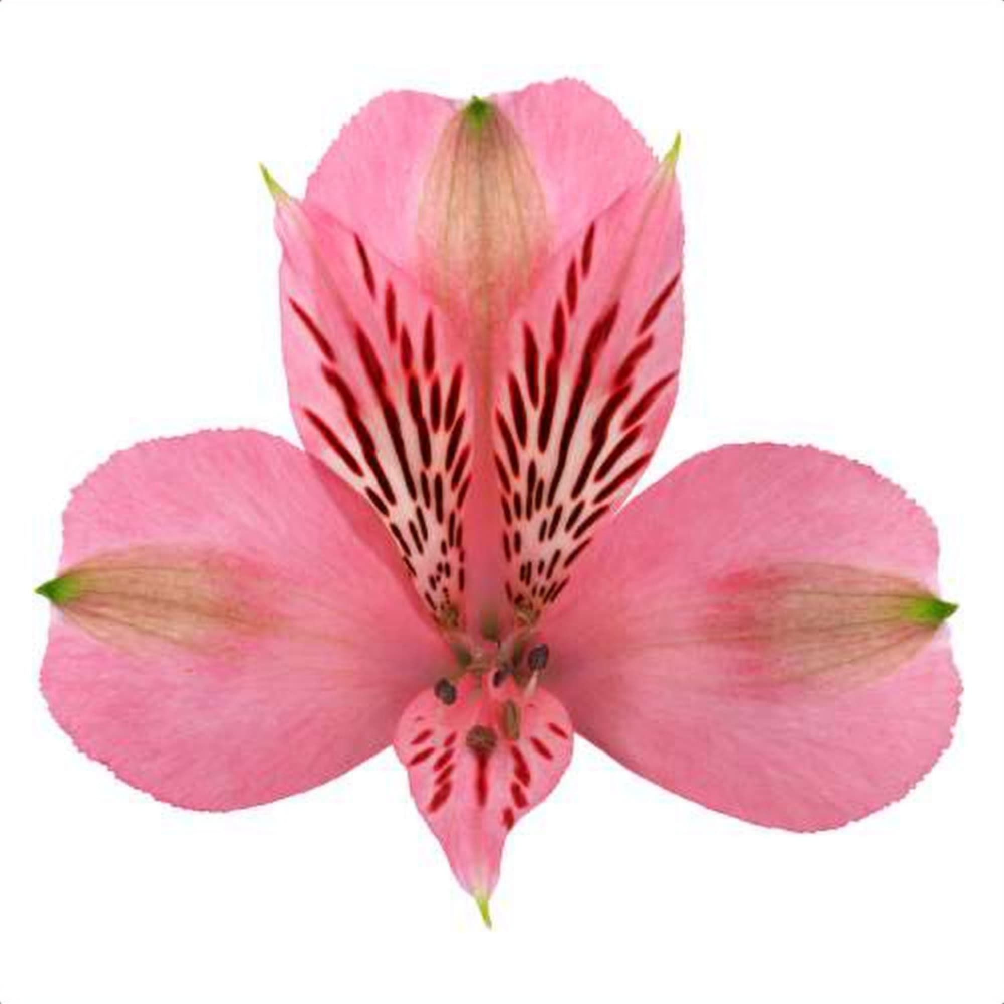 Alstroemeria Elegance, a pink alstroemeria grown in Kenya for wholesale export