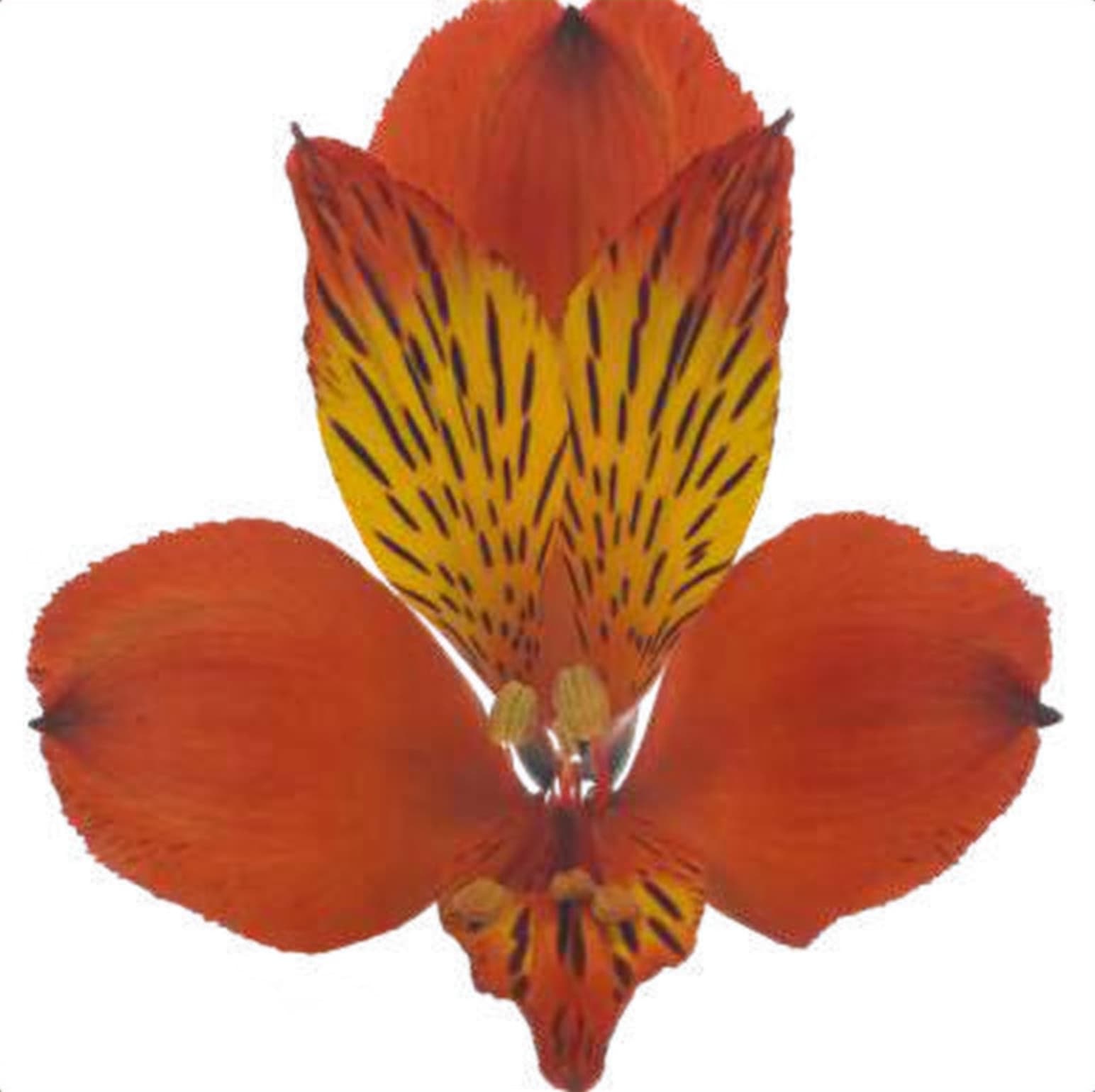 Alstroemeria Hiphop, a orange & yellow bicolour alstroemeria grown in Kenya for wholesale export