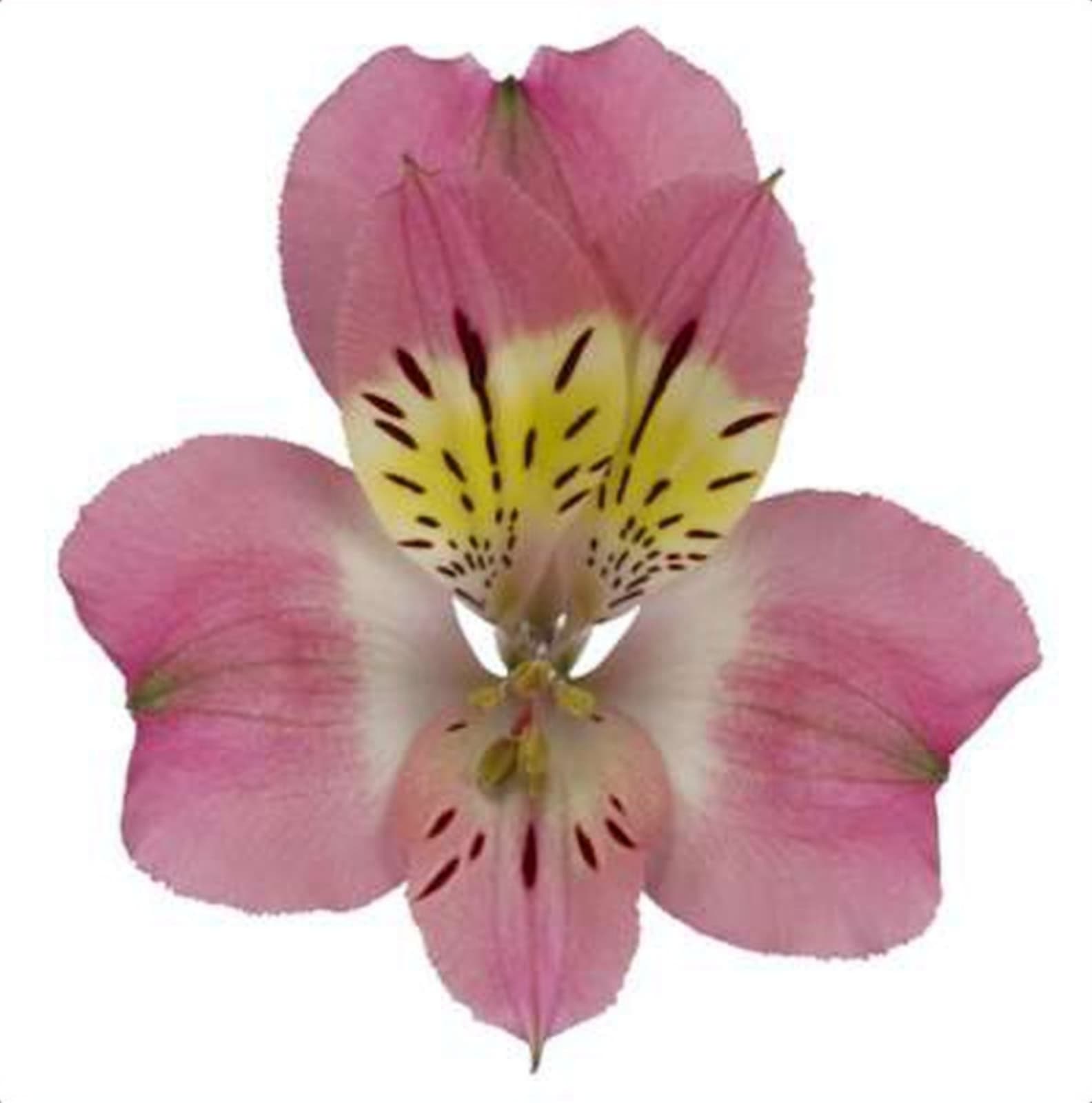 Alstroemeria Kurosawa, a pink & yellow bicolour alstroemeria grown in Kenya for wholesale export