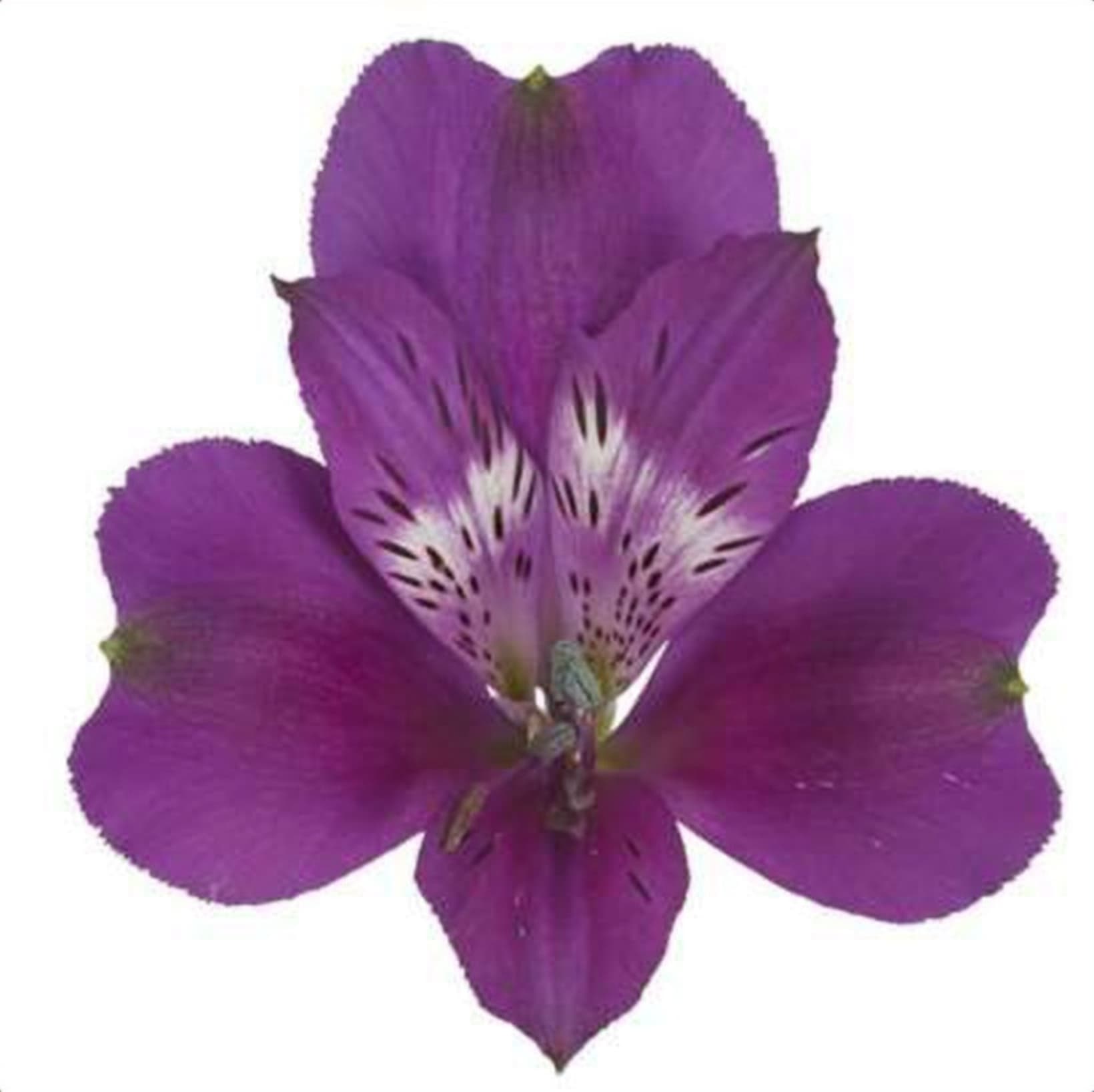 Alstroemeria Maracana, a purple alstroemeria grown in Kenya for wholesale export