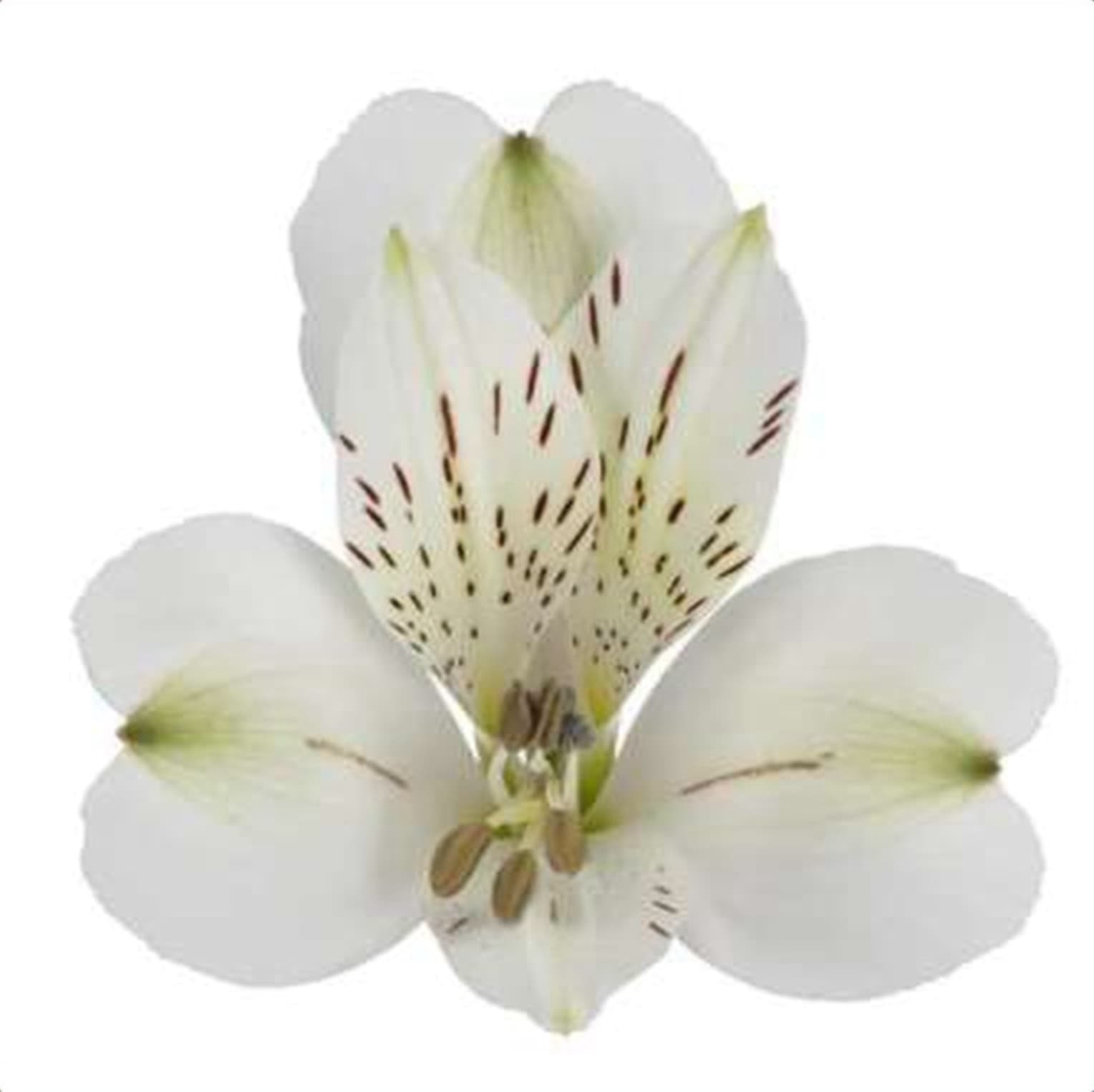 Alstroemeria Villamassa, a white alstroemeria grown in Kenya for wholesale export