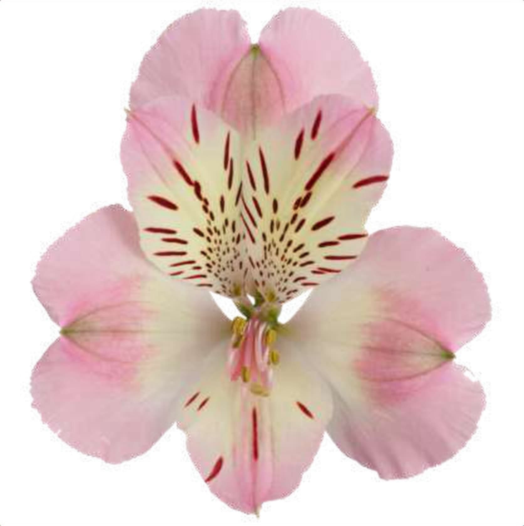 Alstroemeria Wonder-sweet, a pink & white bicolour alstroemeria grown in Kenya for wholesale export