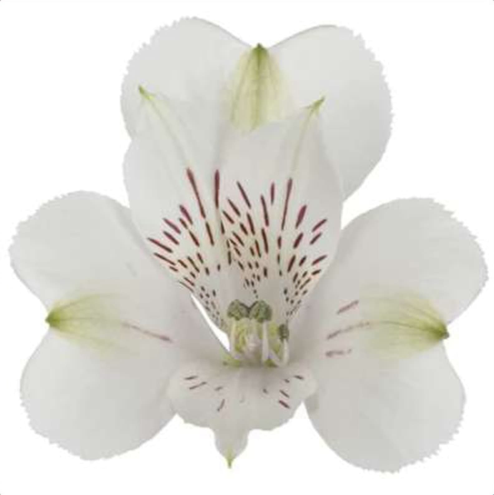 Alstroemeria Zembla, a white alstroemeria grown in Kenya for wholesale export