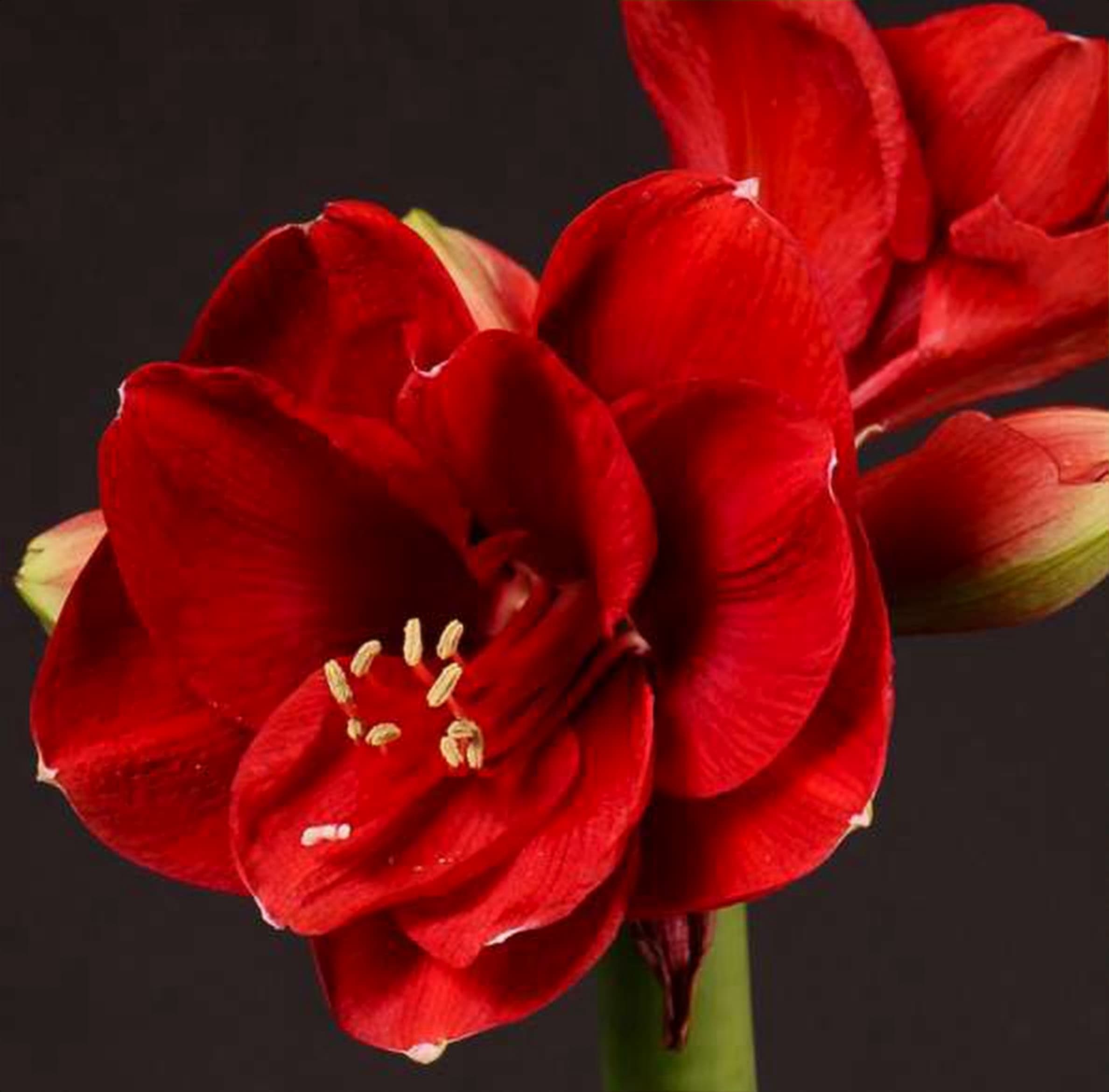 Amaryllis Red, a red amaryllis grown in Kenya for wholesale export