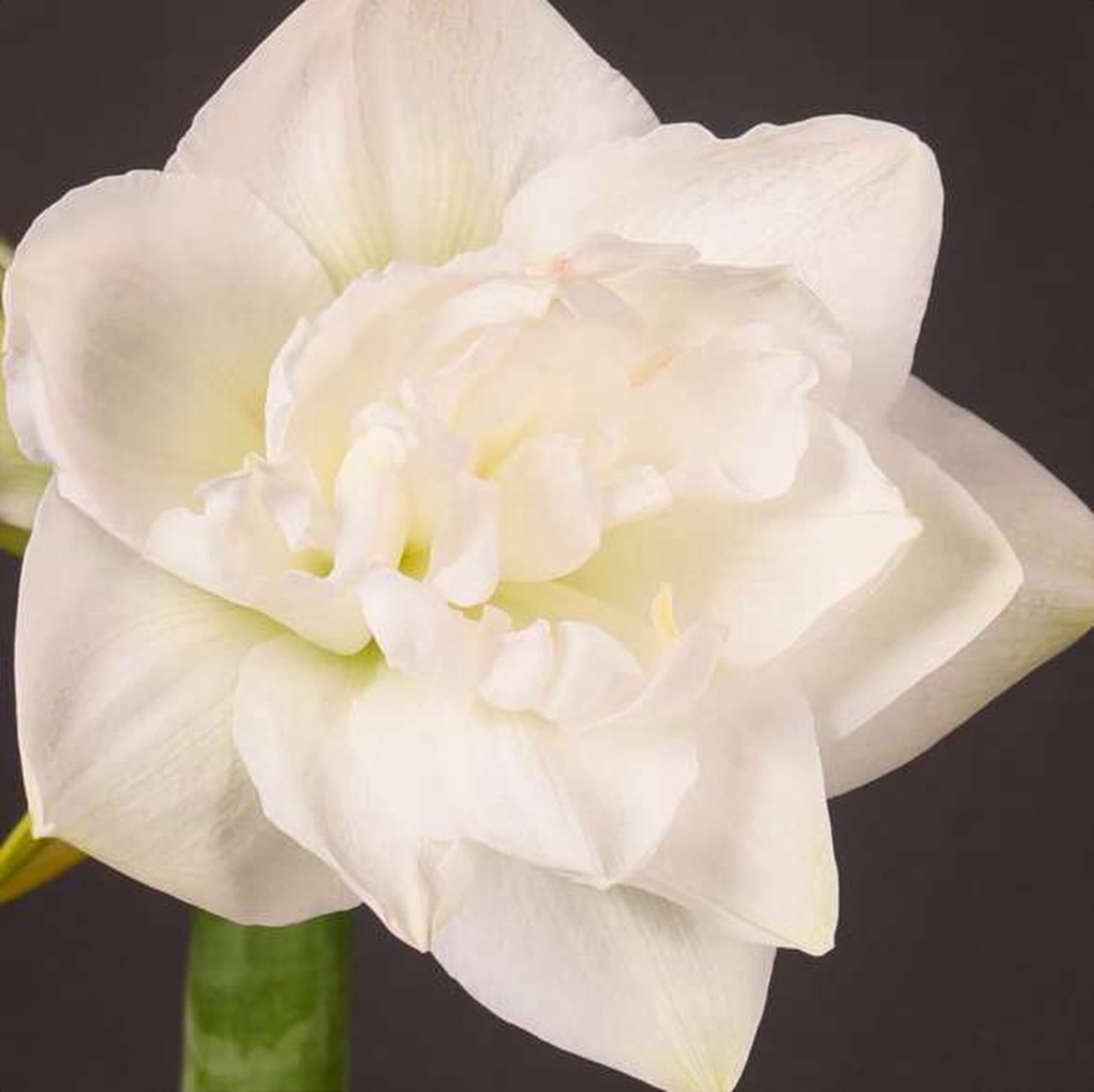 Amaryllis White, a white amaryllis grown in Kenya for wholesale export