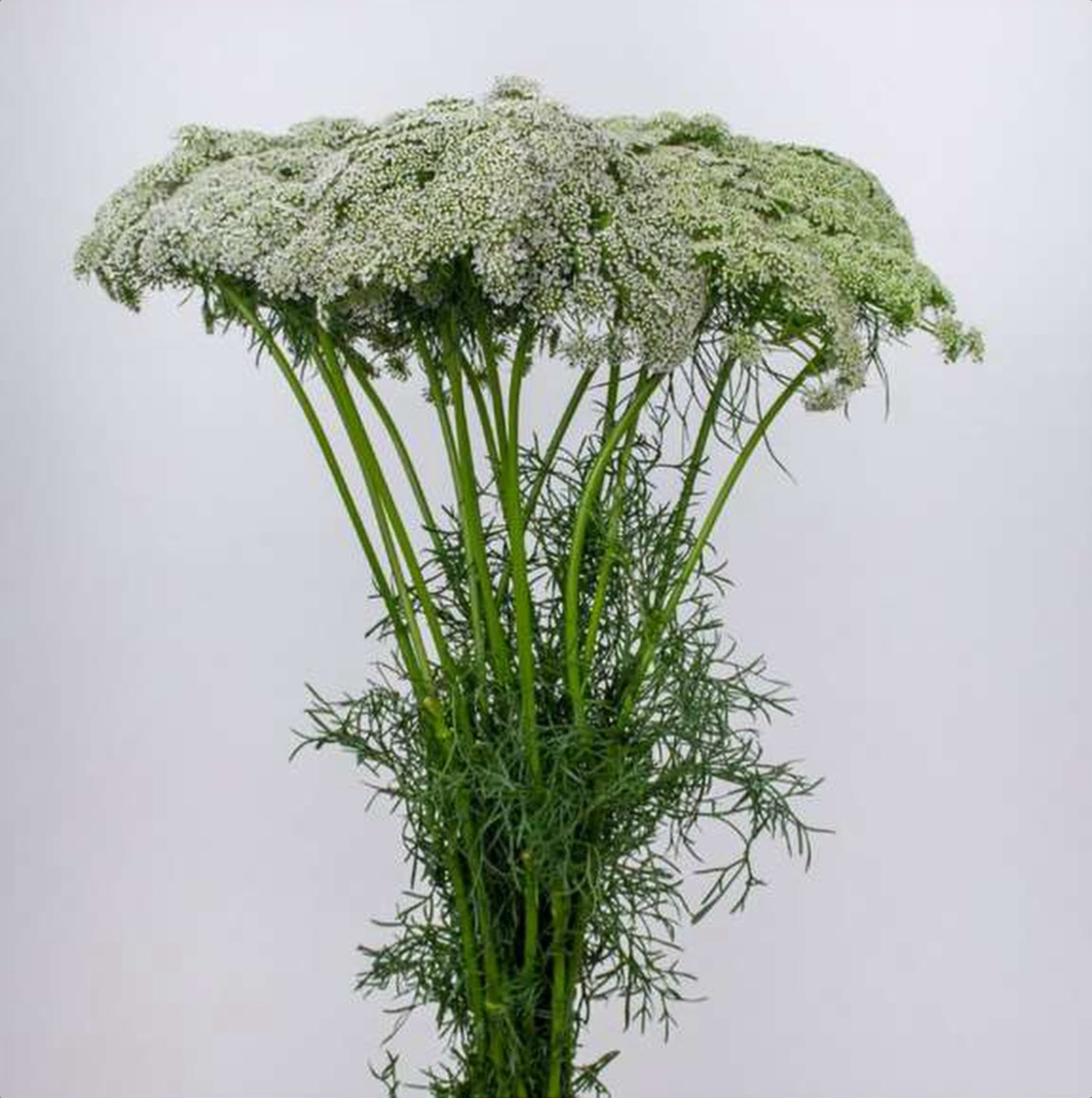 Ammi Plant, a white ammi grown in Kenya for wholesale export