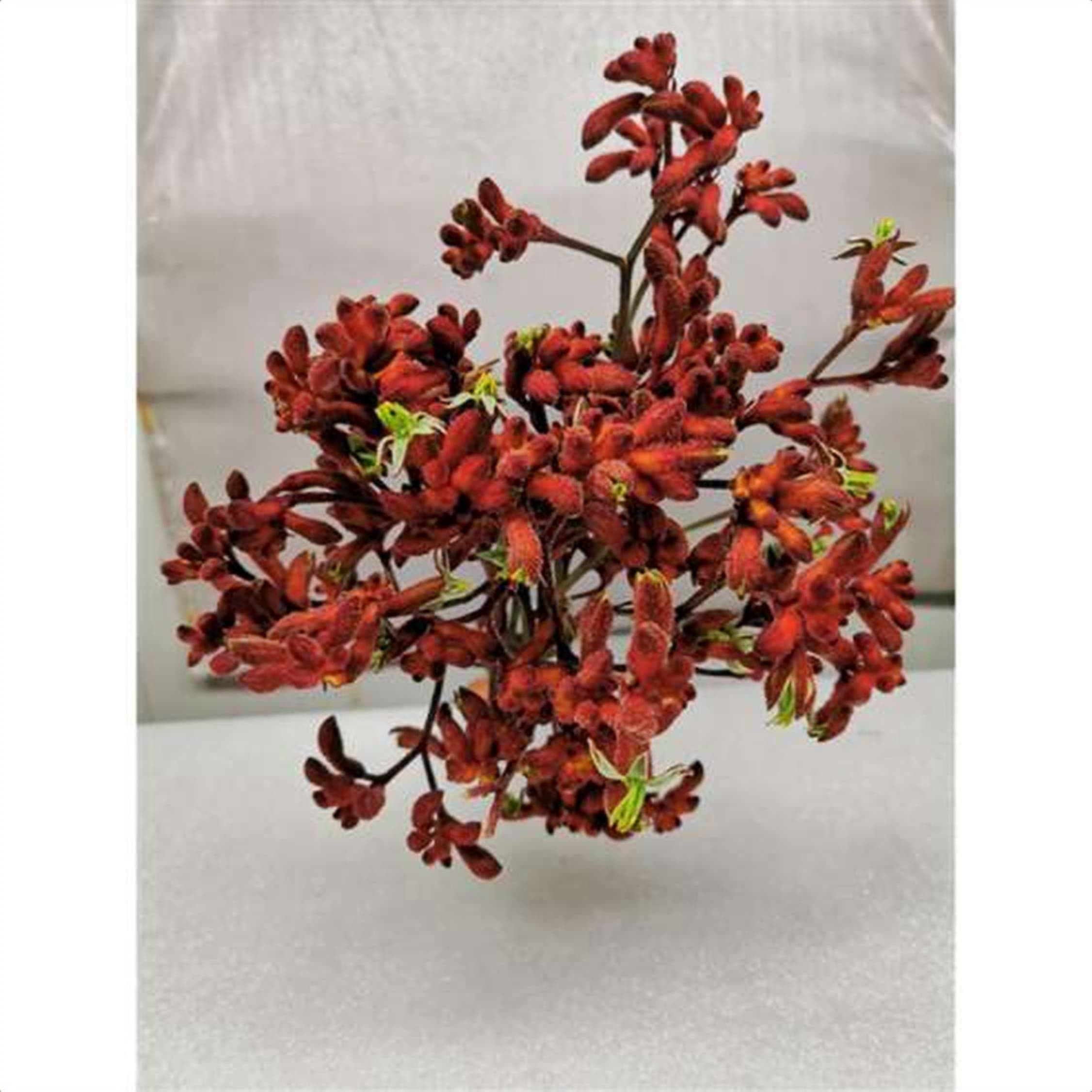 Anigozanthos Earl Spring, a rust red anigozanthos (kangaroo paw) grown in Kenya for wholesale export