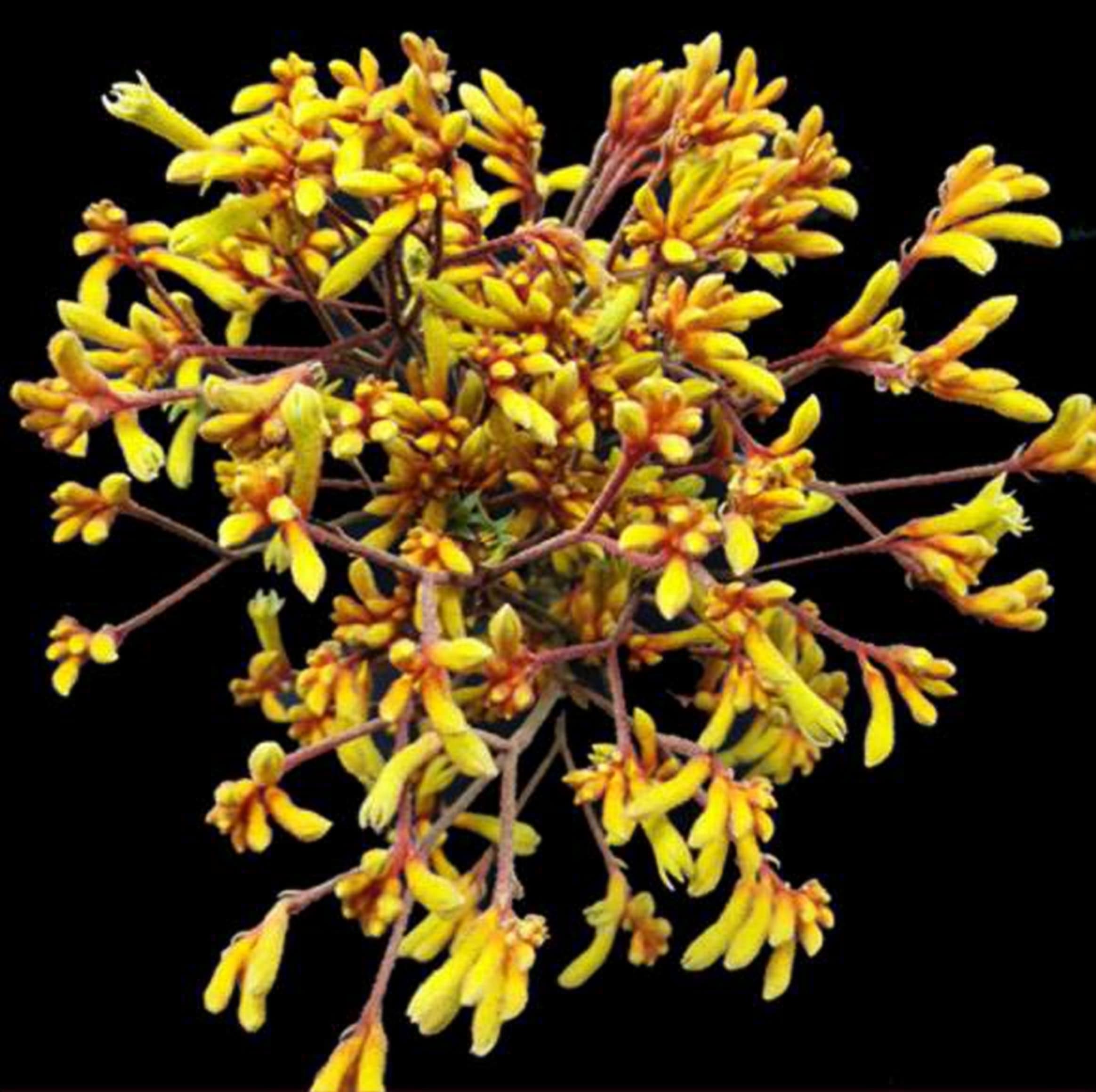 Anigozanthos Gold Fever, a gold anigozanthos (kangaroo paw) grown in Kenya for wholesale export
