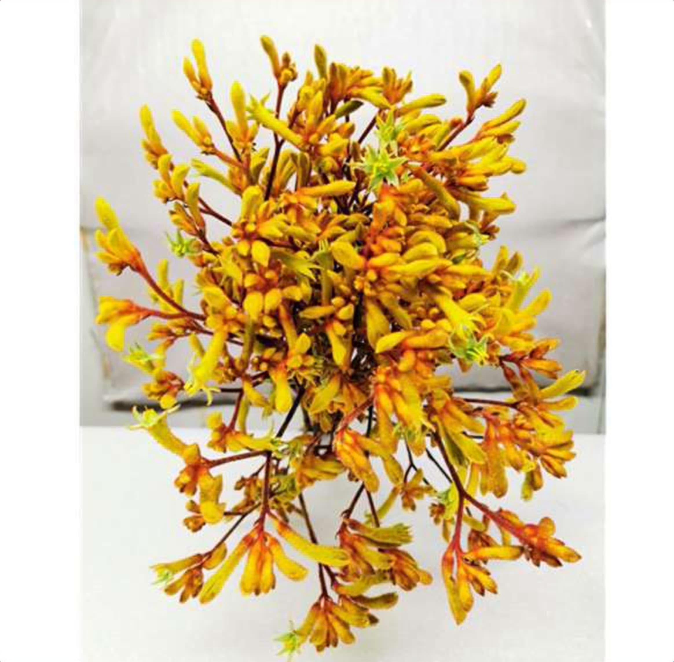 Anigozanthos Siana Gold, a gold anigozanthos (kangaroo paw) grown in Kenya for wholesale export
