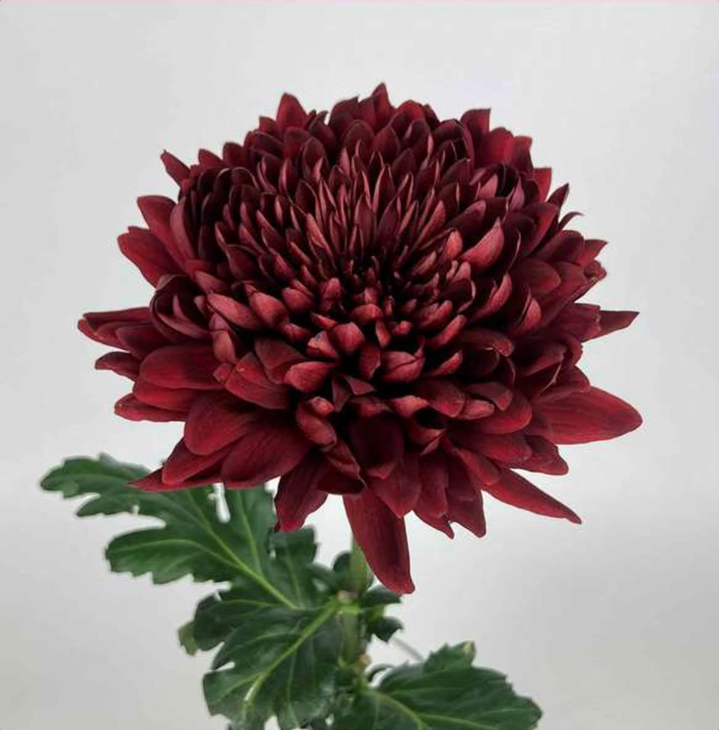 Chrys. Burgundy Deco, a burgundy chrysanthemum grown in Kenya for wholesale export