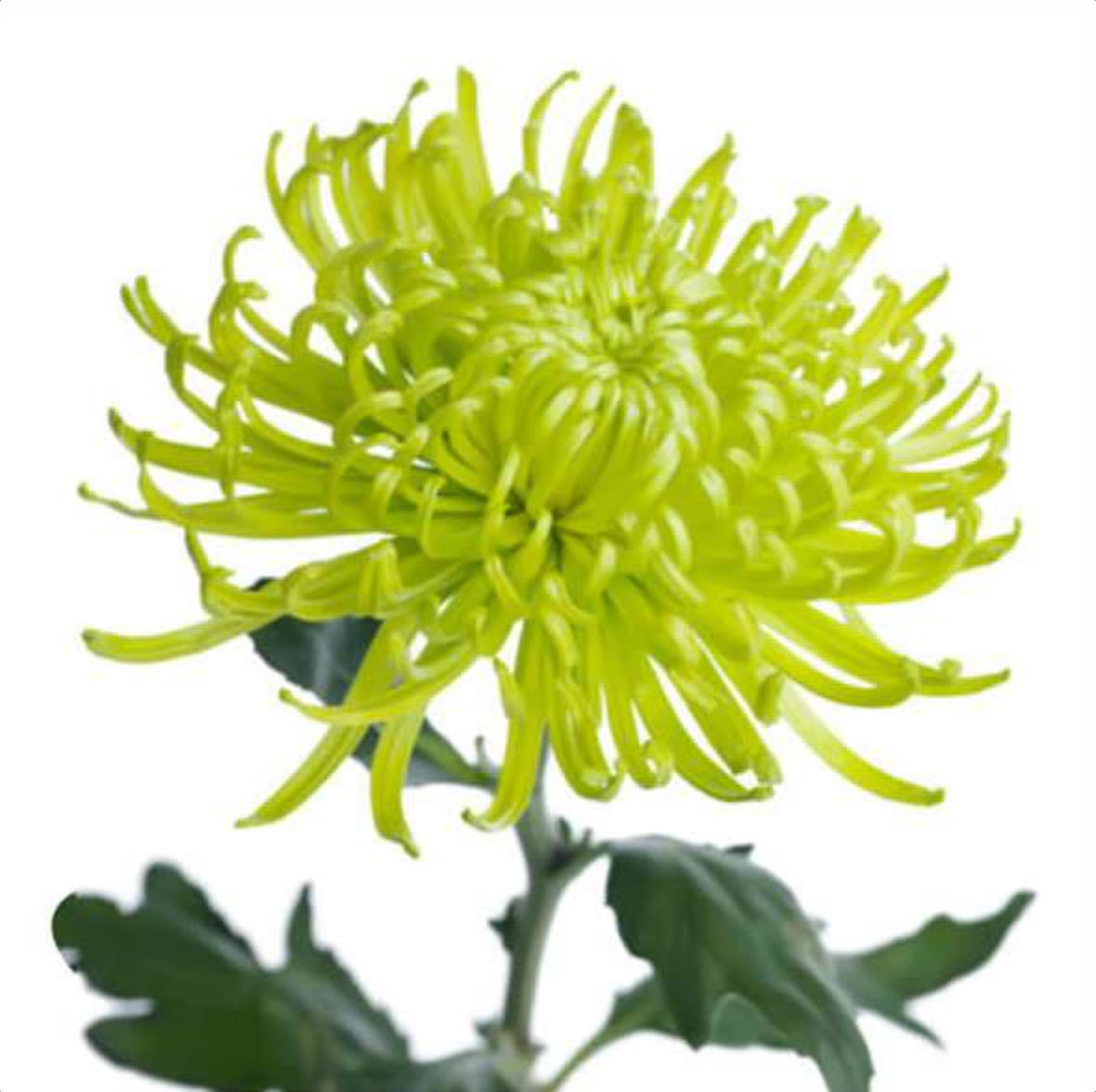 Chrys. Green Deco, a green chrysanthemum grown in Kenya for wholesale export