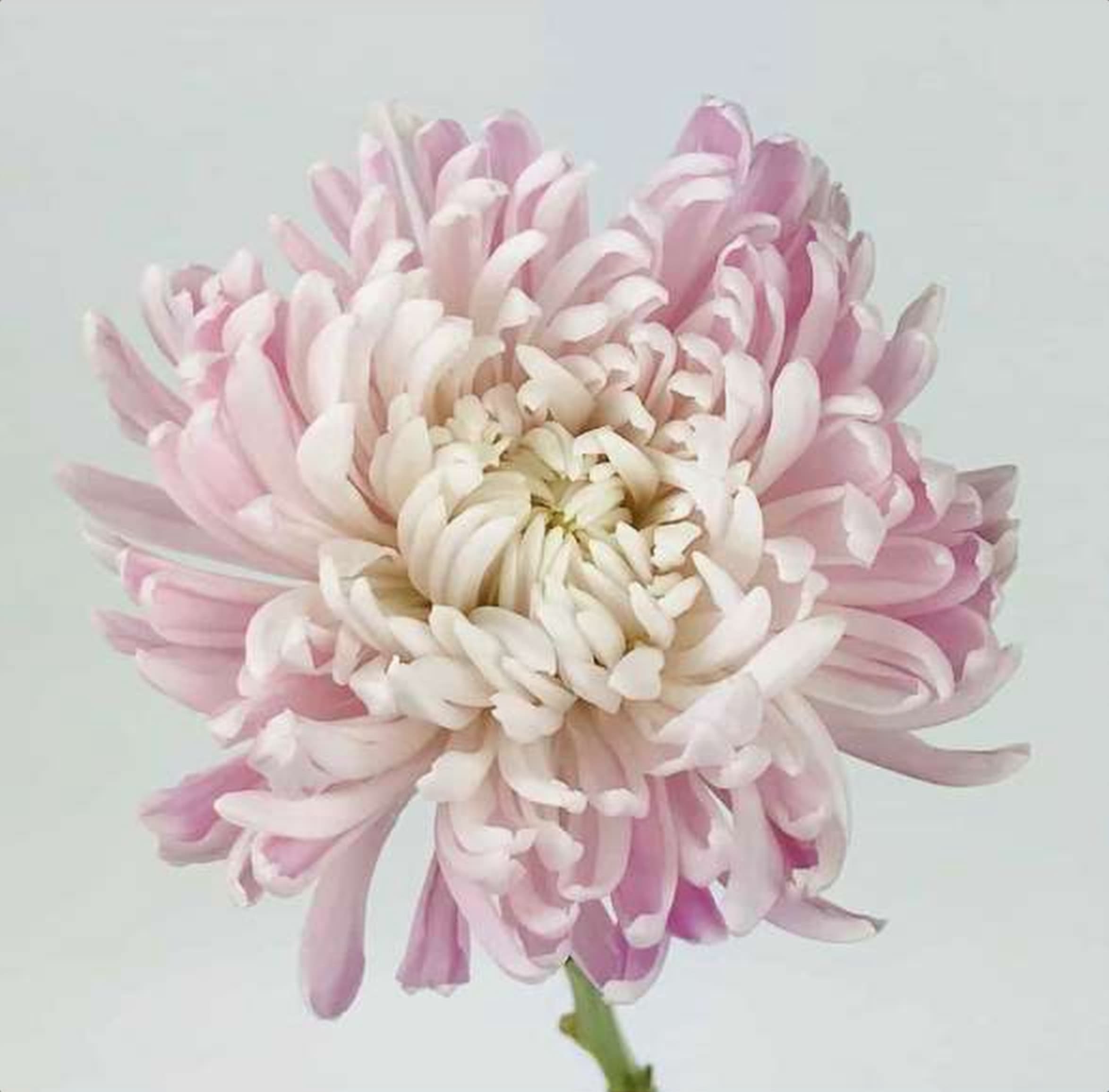 Chrys. Lilac Deco, a lilac chrysanthemum grown in Kenya for wholesale export