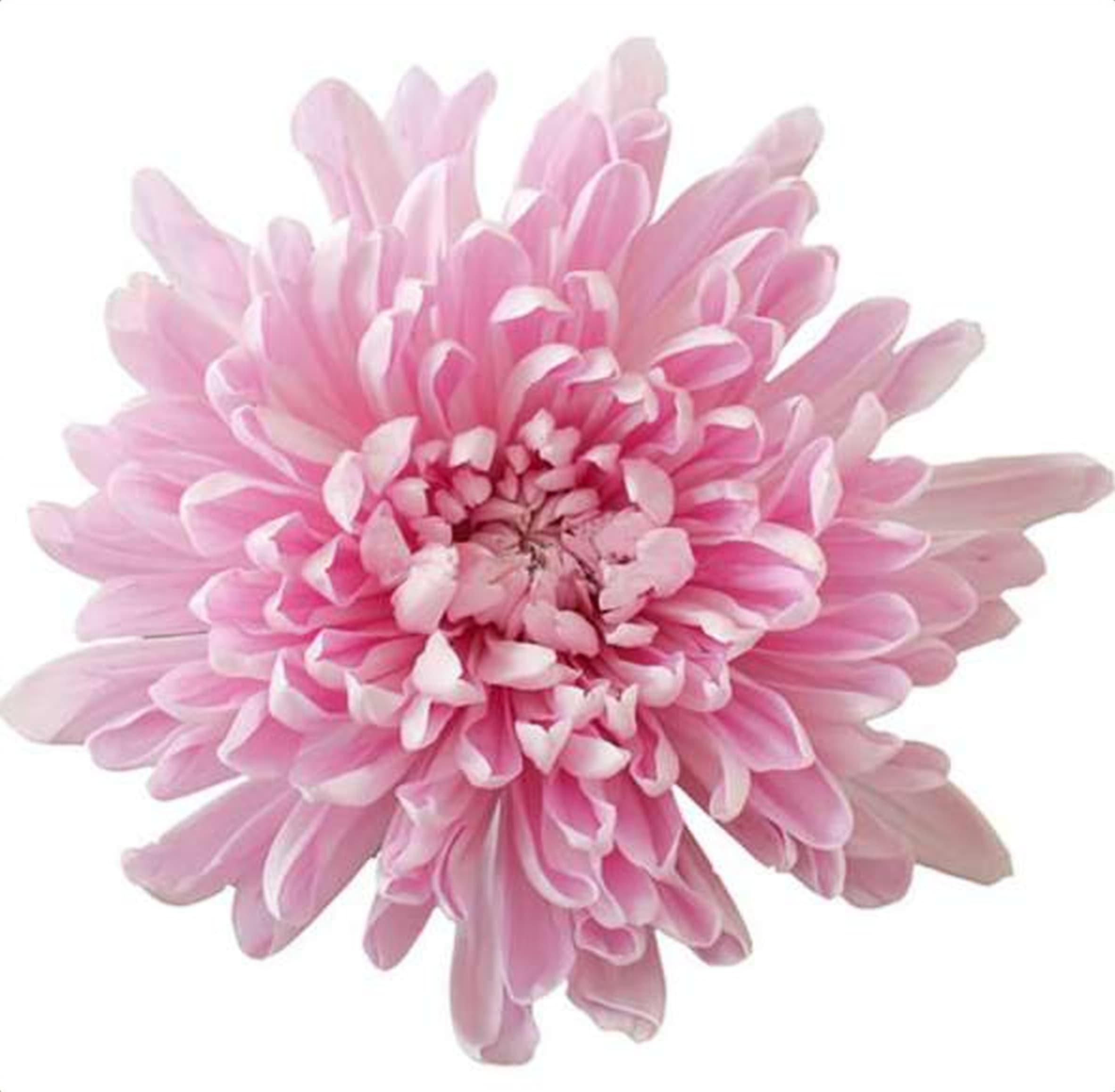 Chrys. Pink Deco, a pink chrysanthemum grown in Kenya for wholesale export