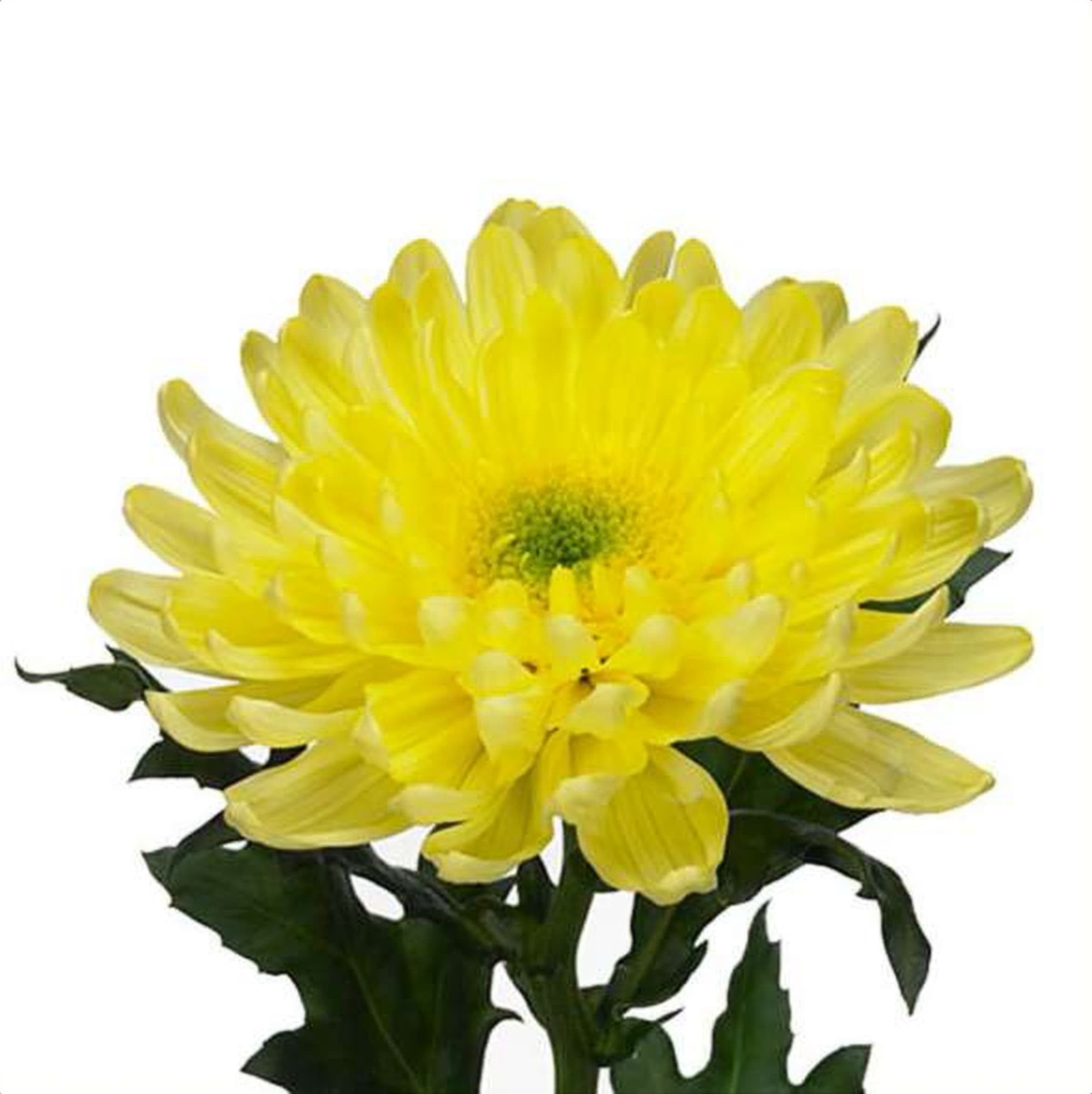 Chrys. Yellow Deco, a yellow chrysanthemum grown in Kenya for wholesale export
