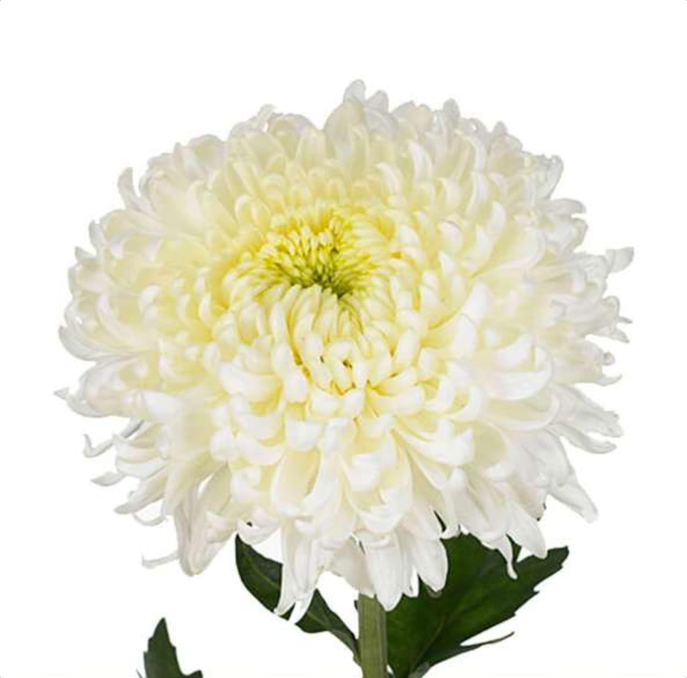 Chrysanthemum White Deco, a white chrysanthemum grown in Kenya for wholesale export
