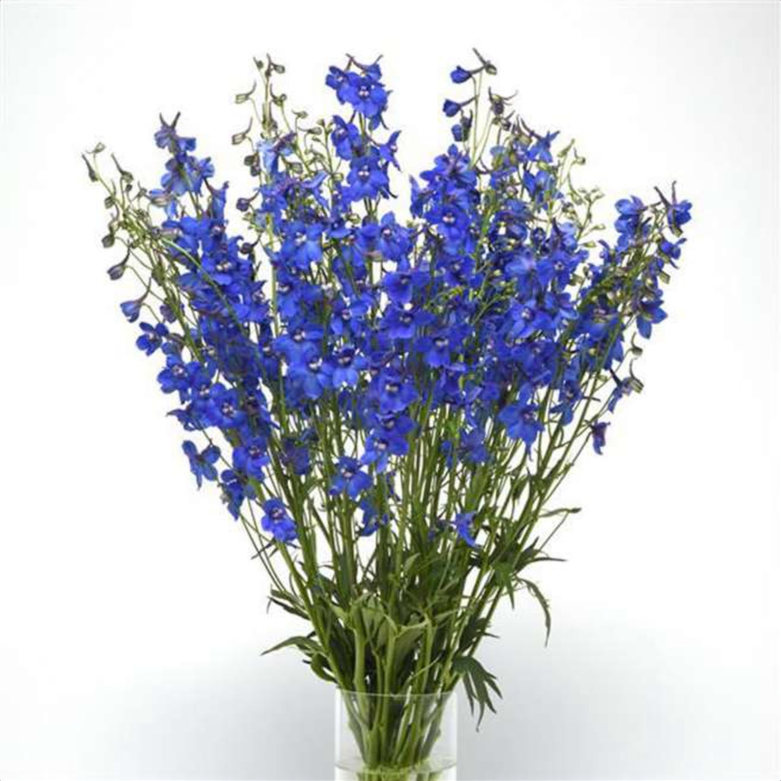 Delphinium Blue Donna, a blue delphinium grown in Kenya for wholesale export