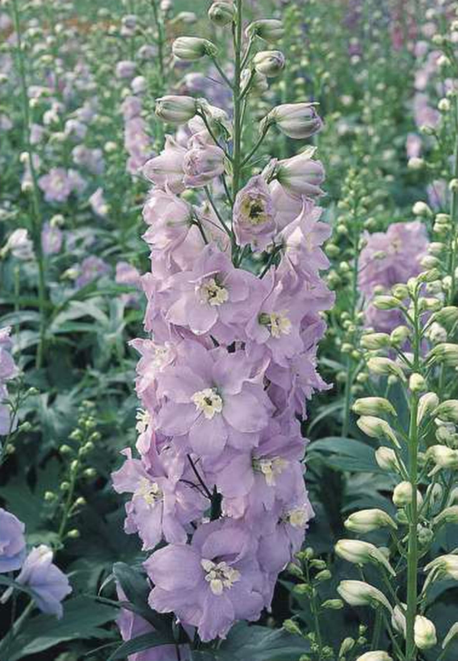 Delphinium Lavender, a lavender delphinium grown in Kenya for wholesale export
