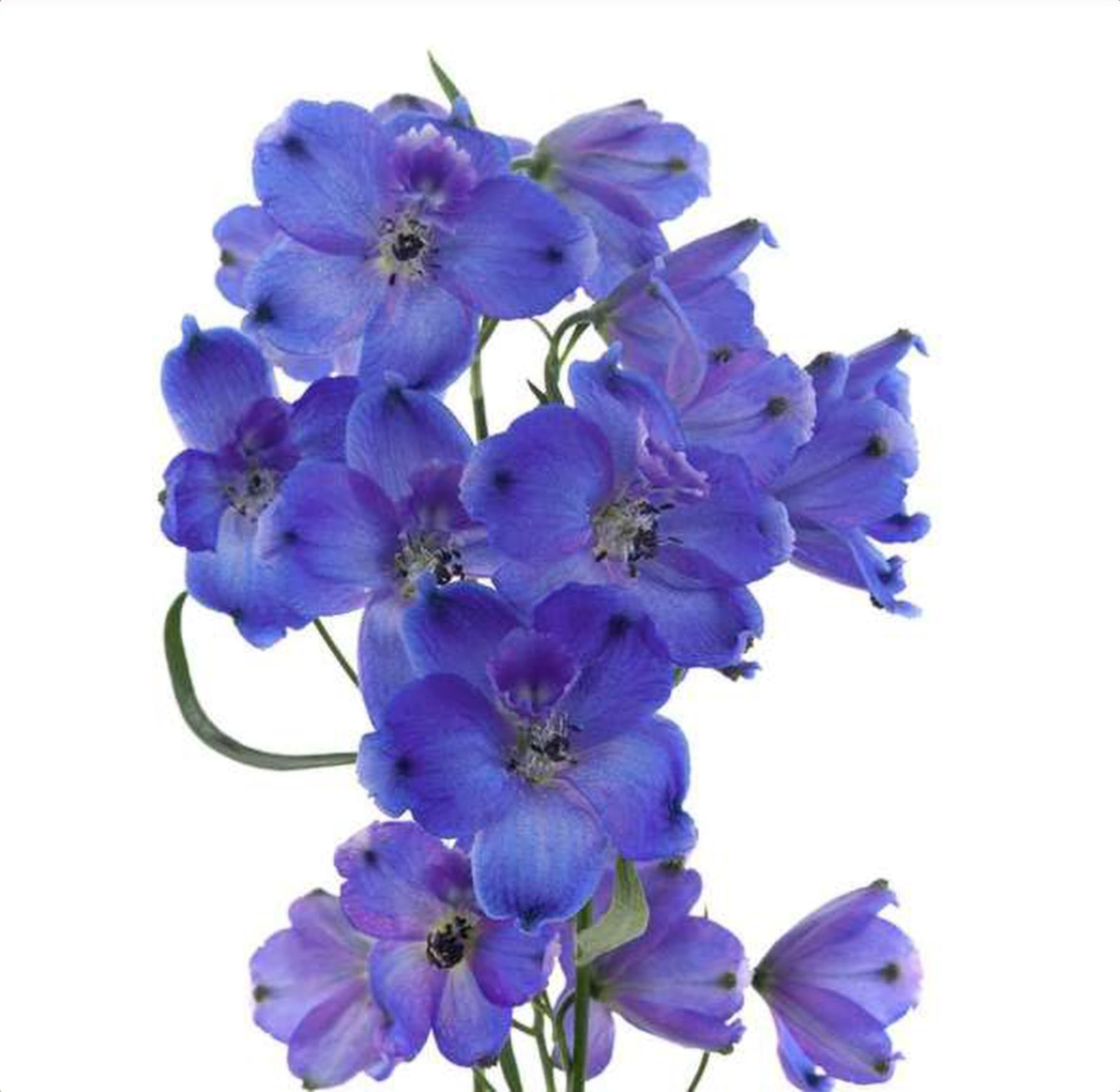 Delphinium Sunshine, a blue delphinium grown in Kenya for wholesale export