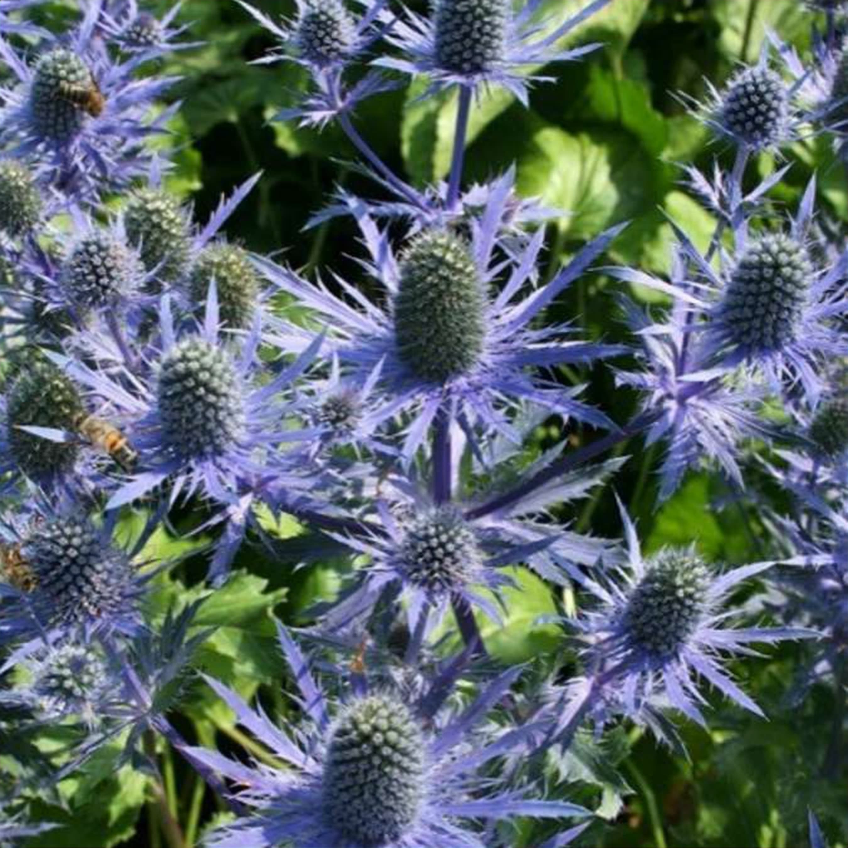 Eryngium Anita, a blue eryngium grown in Kenya for wholesale export