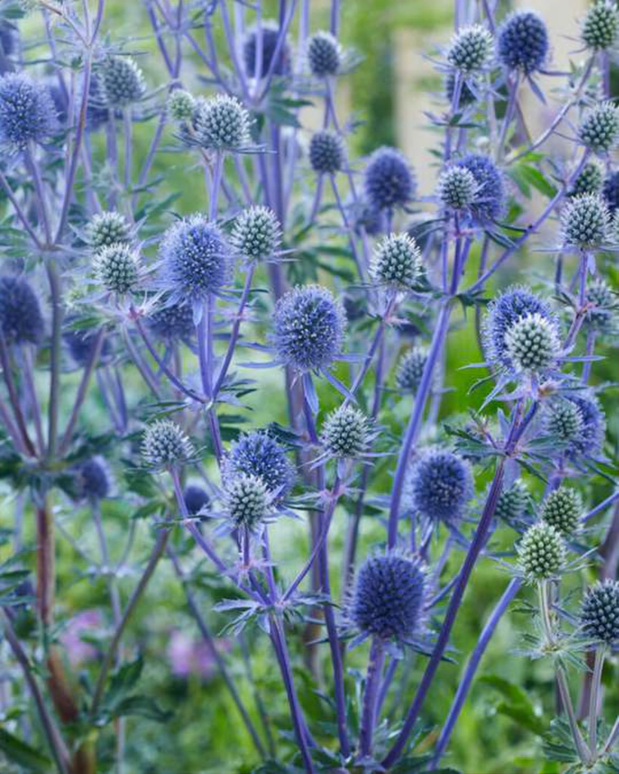 Eryngium Planum, a blue eryngium grown in Kenya for wholesale export
