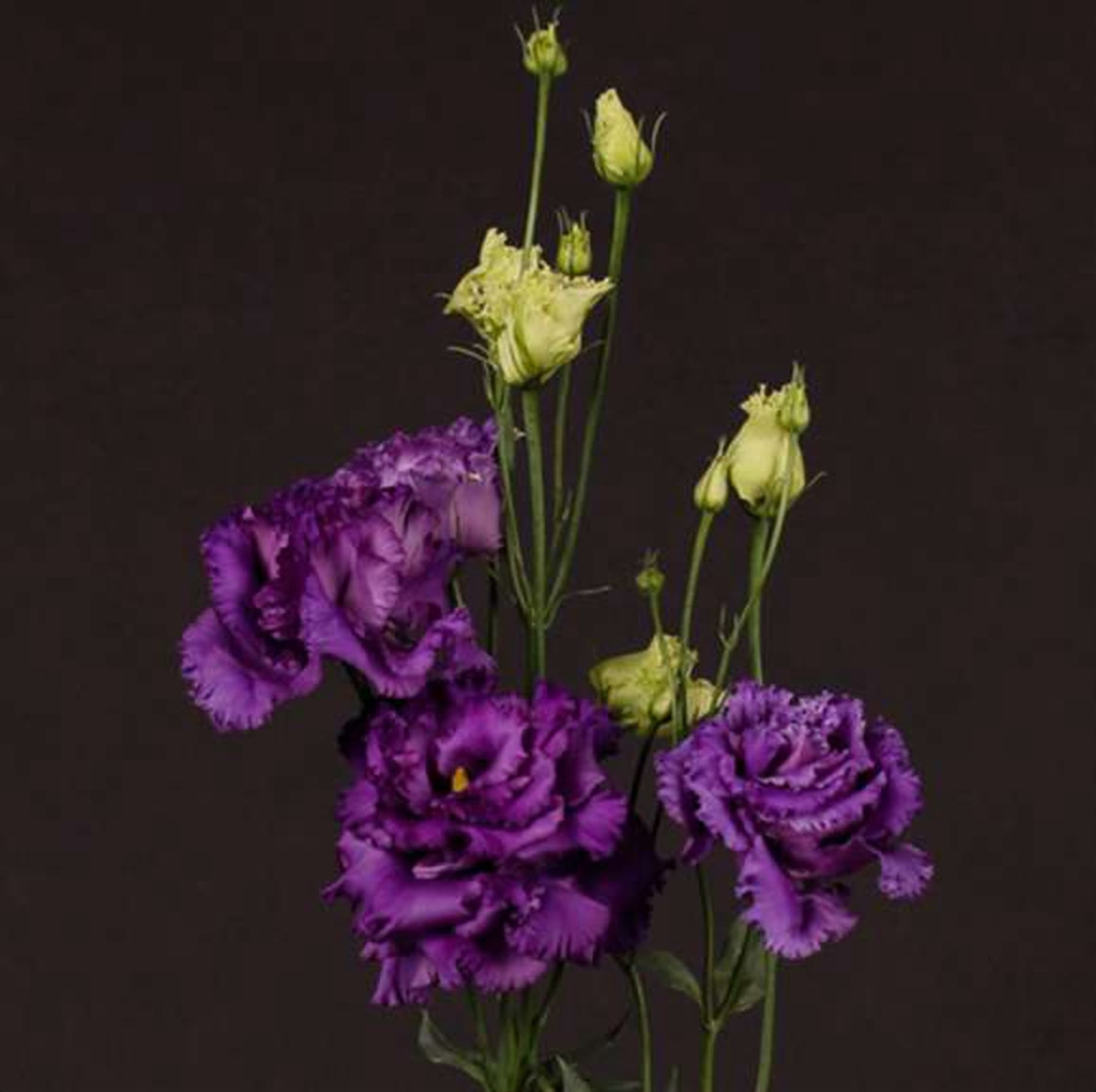 Eustoma Alissa Blue, a purple eustoma (lisianthus) grown in Kenya for wholesale export