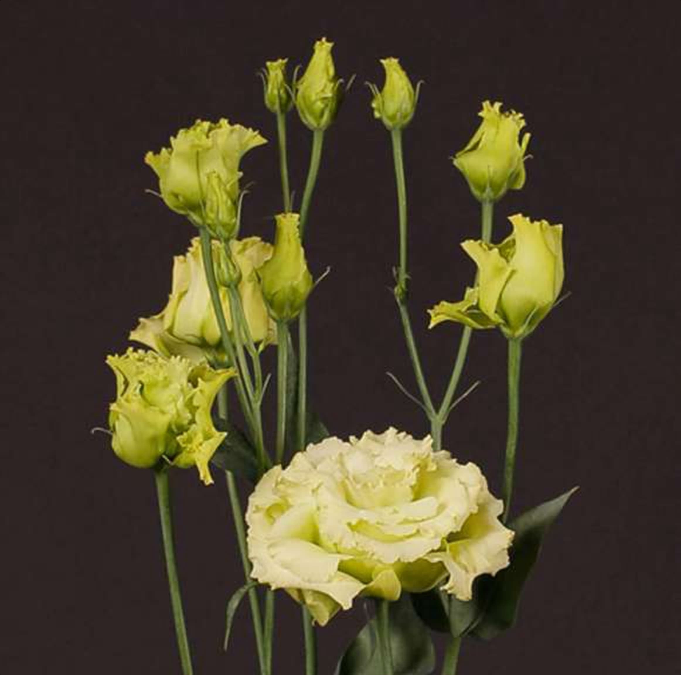 Eustoma Alissa Green, a green eustoma (lisianthus) grown in Kenya for wholesale export