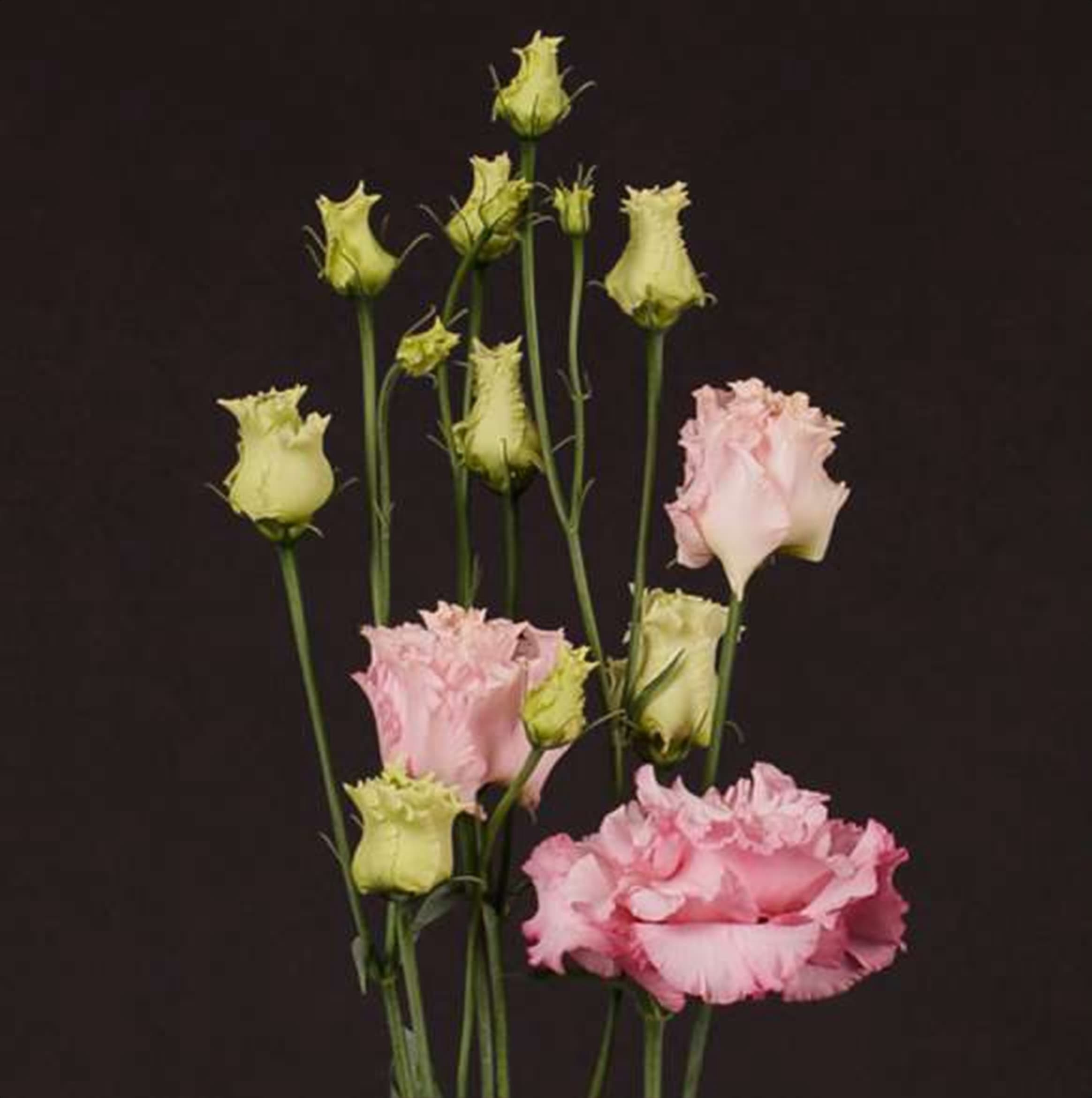 Eustoma Alissa Pink, a pink eustoma (lisianthus) grown in Kenya for wholesale export