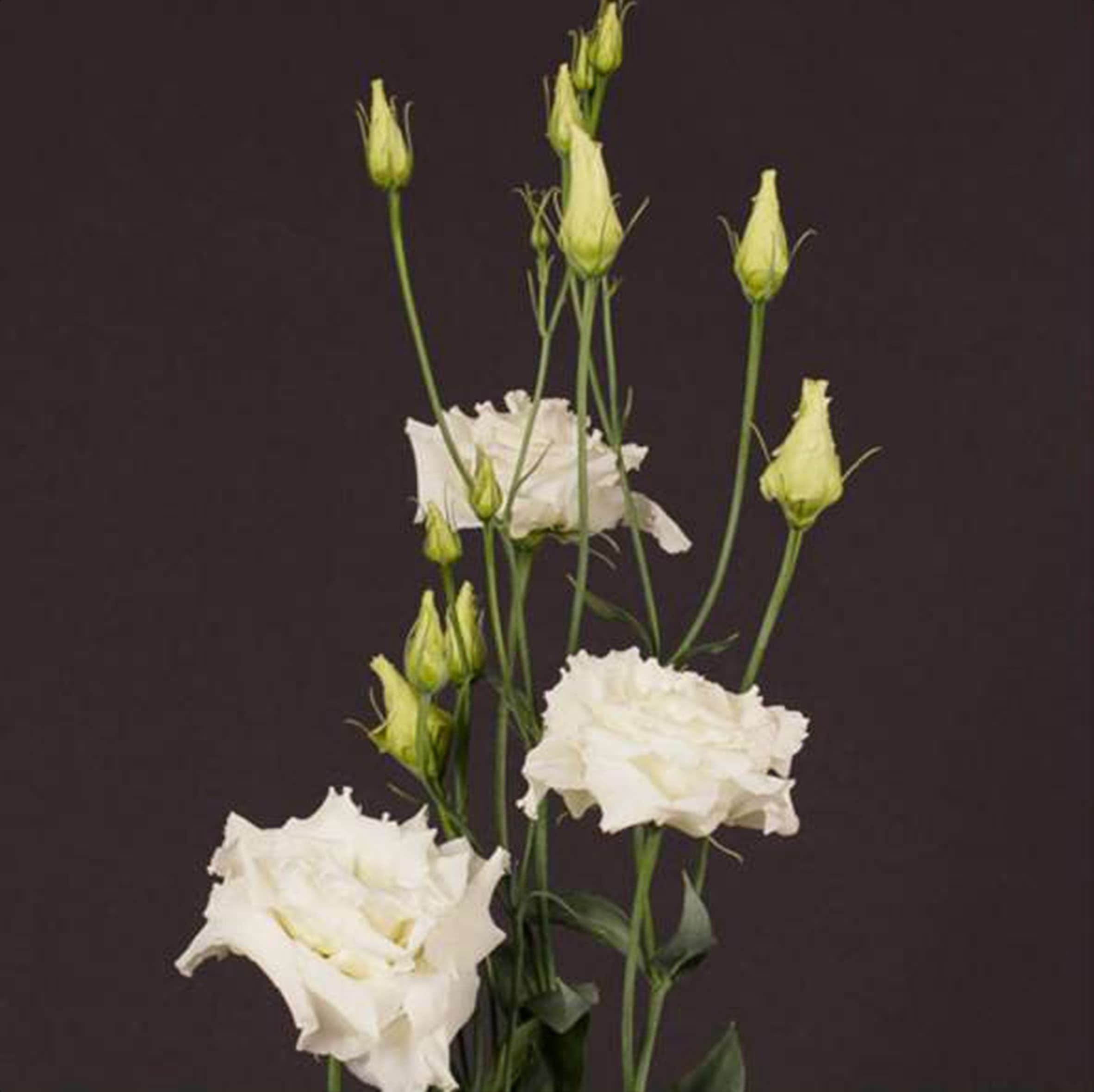 Eustoma Alissa White, a white eustoma (lisianthus) grown in Kenya for wholesale export