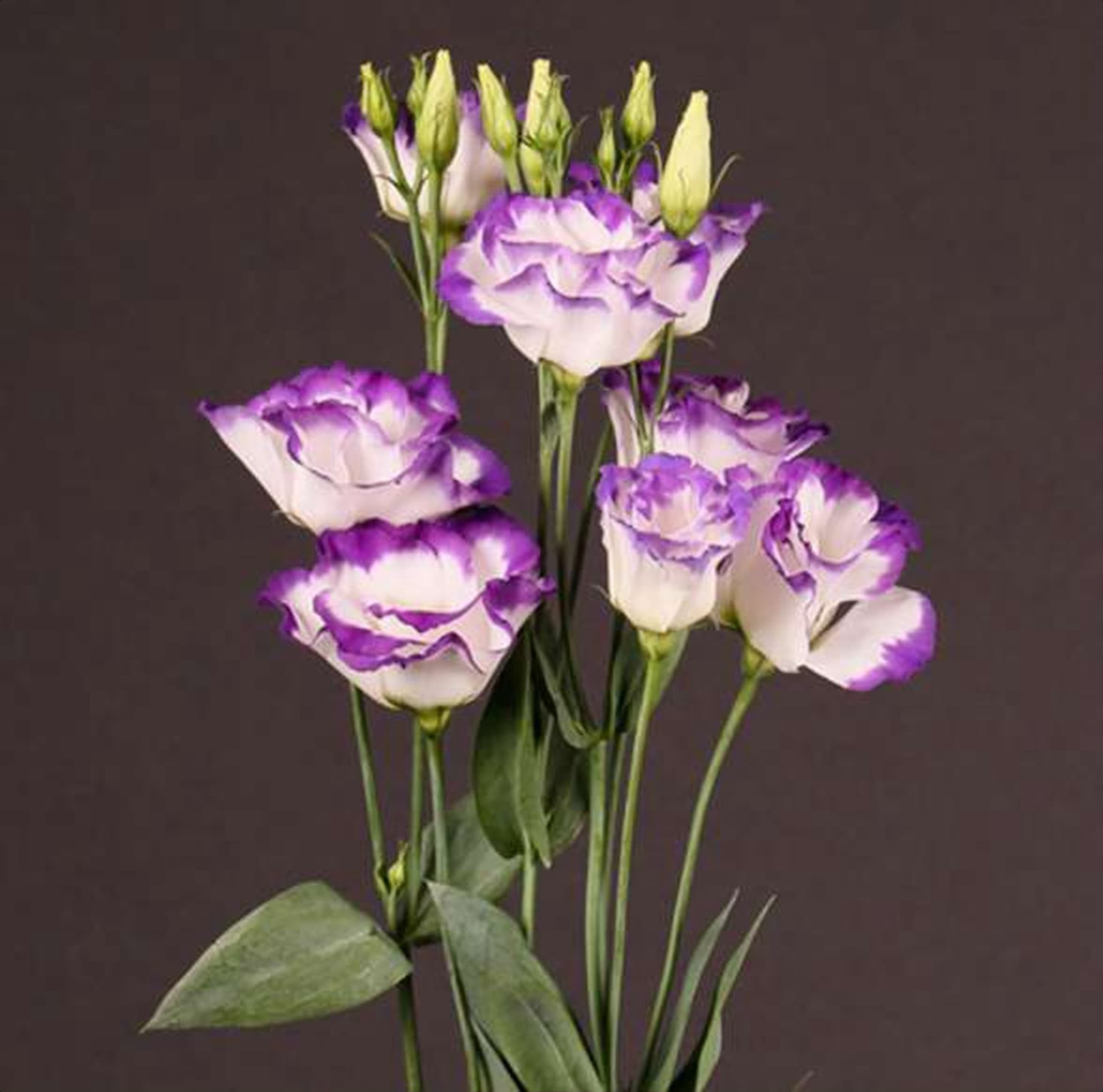 Eustoma Arena Blue, a bi color purple eustoma (lisianthus) grown in Kenya for wholesale export