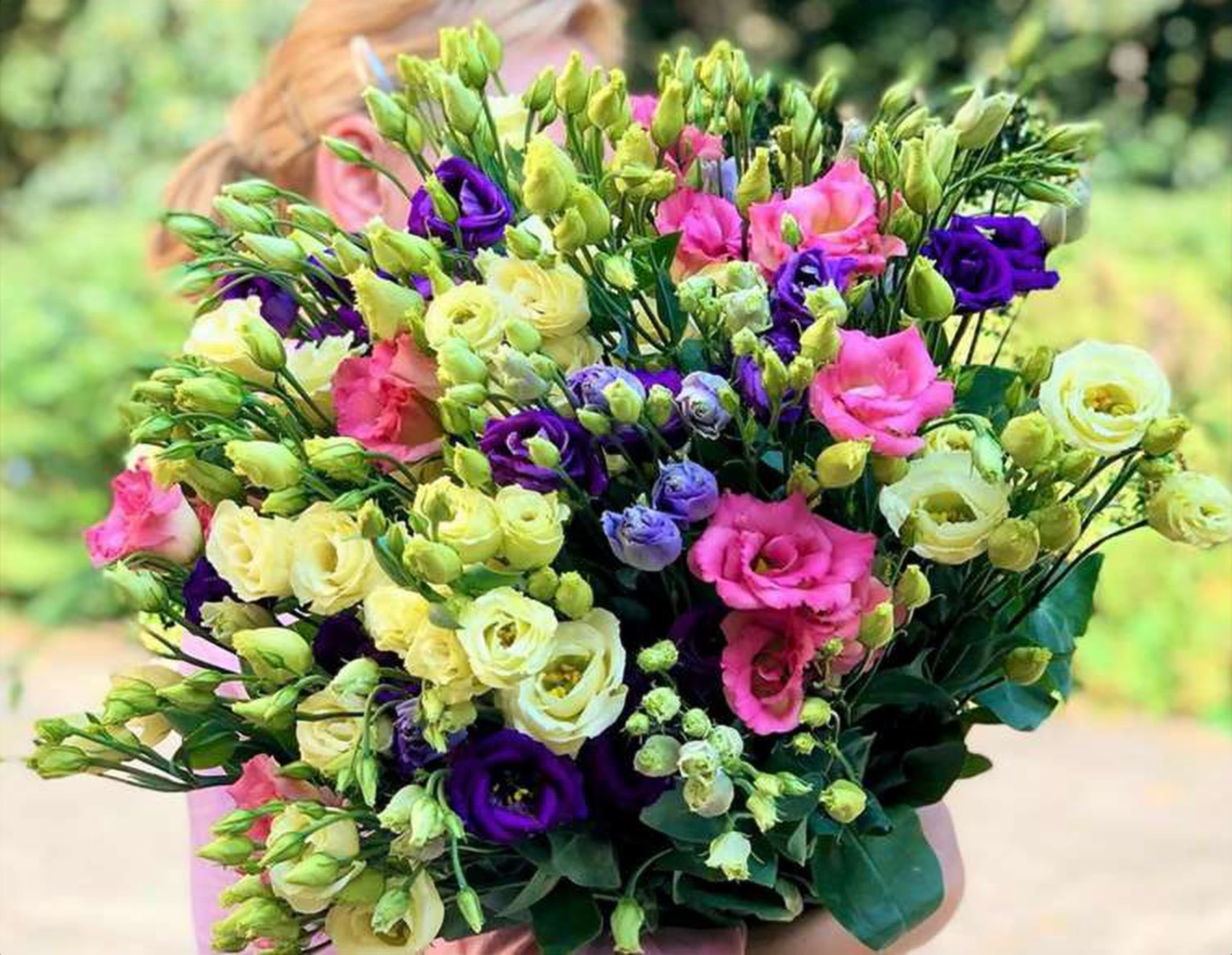 Eustoma Mix Color, a mixed eustoma (lisianthus) grown in Kenya for wholesale export