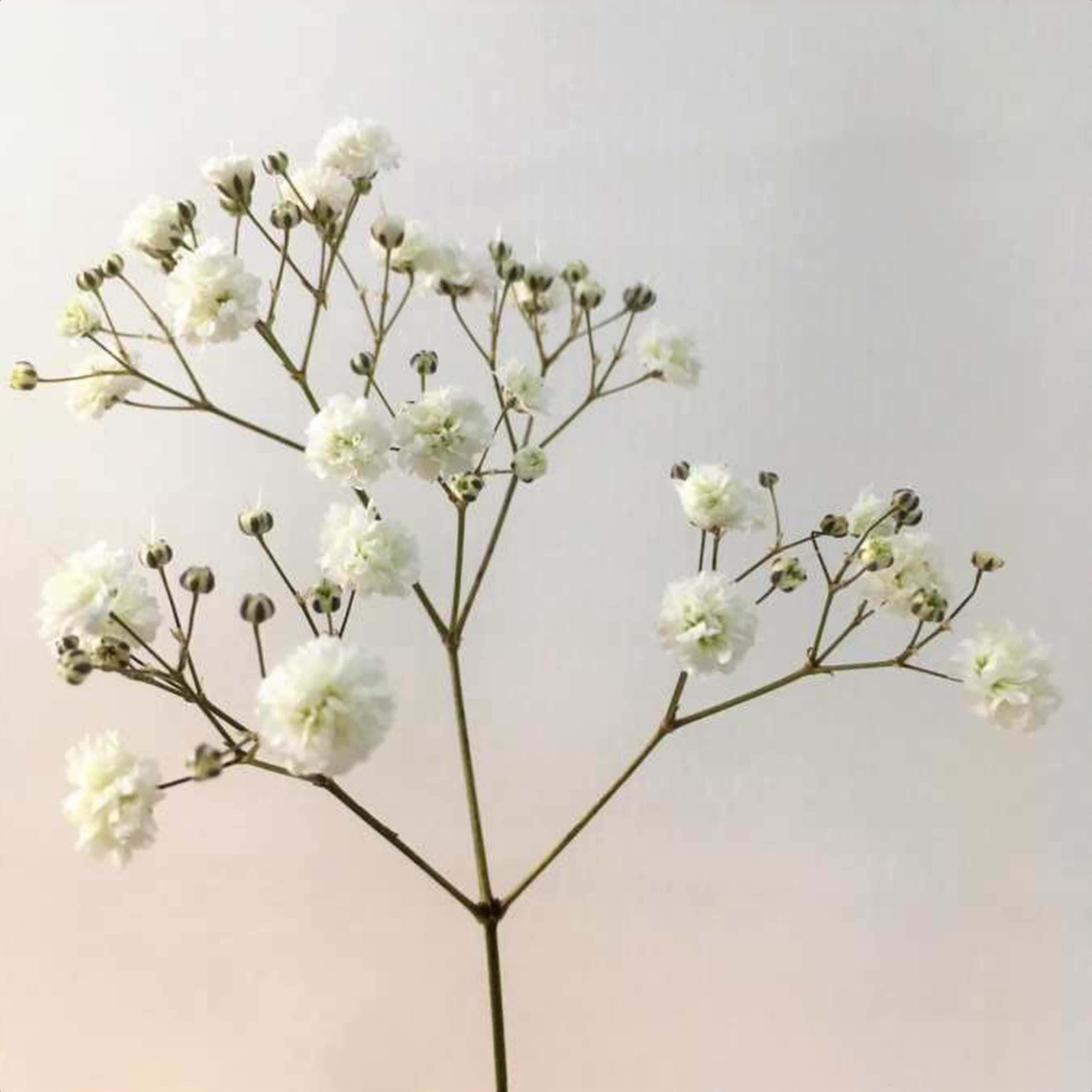 Gypso Million Star, a white gypsophila grown in Kenya for wholesale export