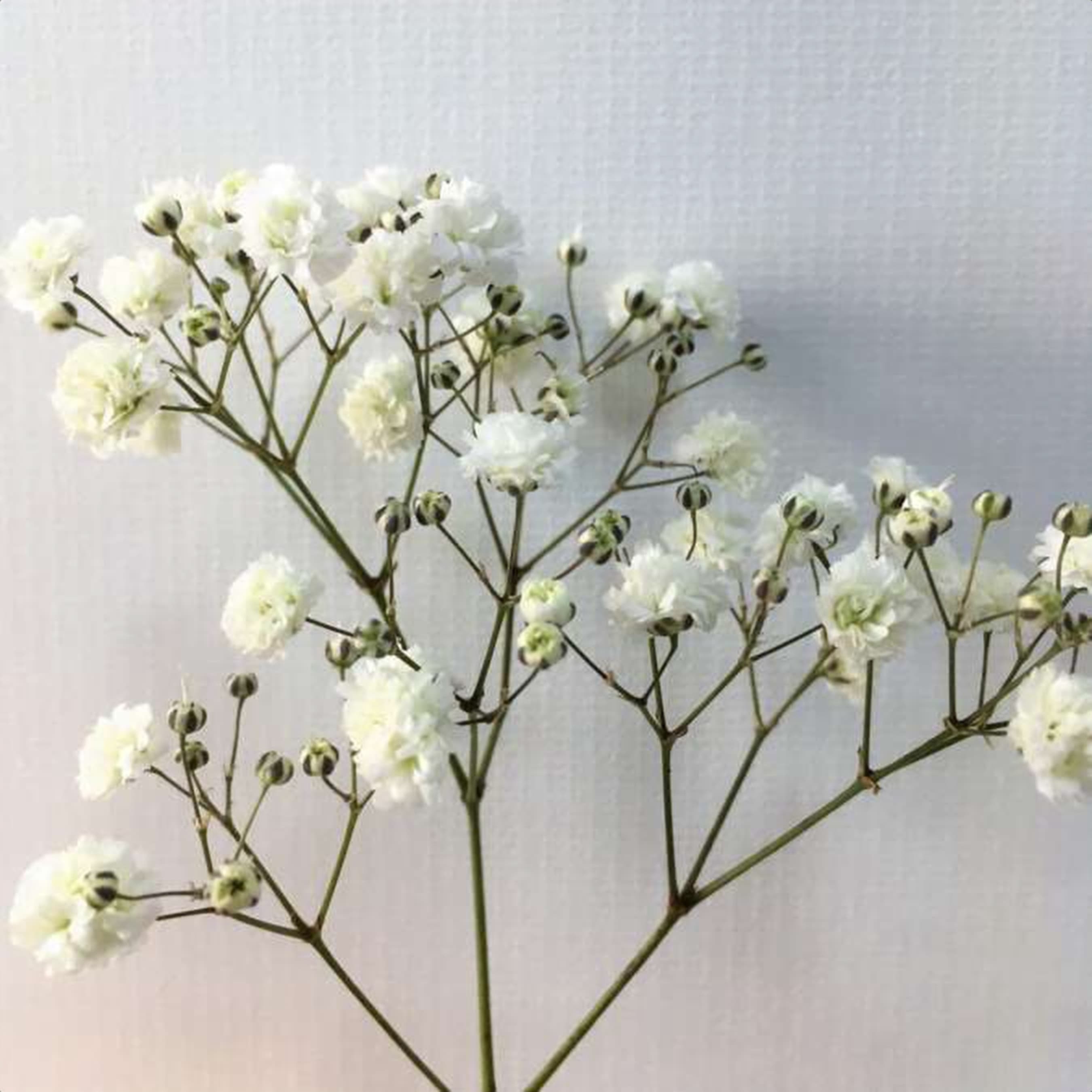 Gypso Xlence, a white gypsophila grown in Kenya for wholesale export