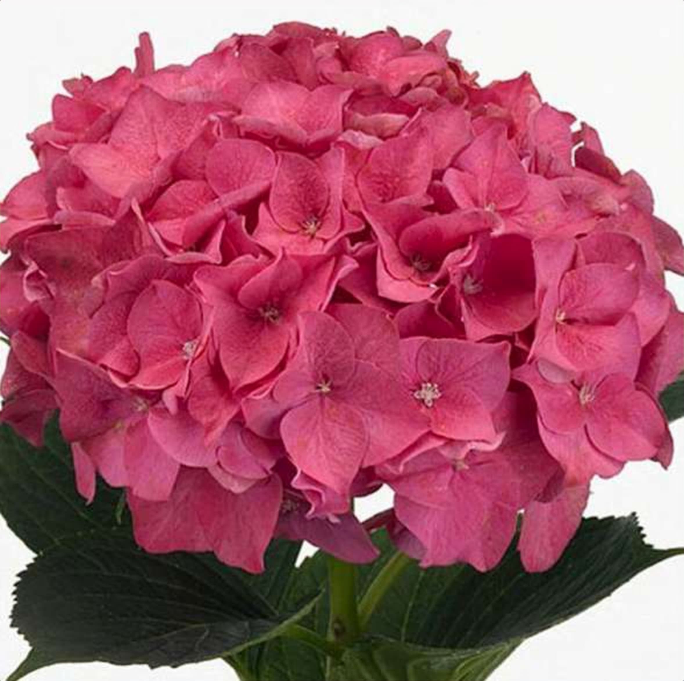 Hydrangea Hot Pink, a hot pink hydrangea grown in Kenya for wholesale export