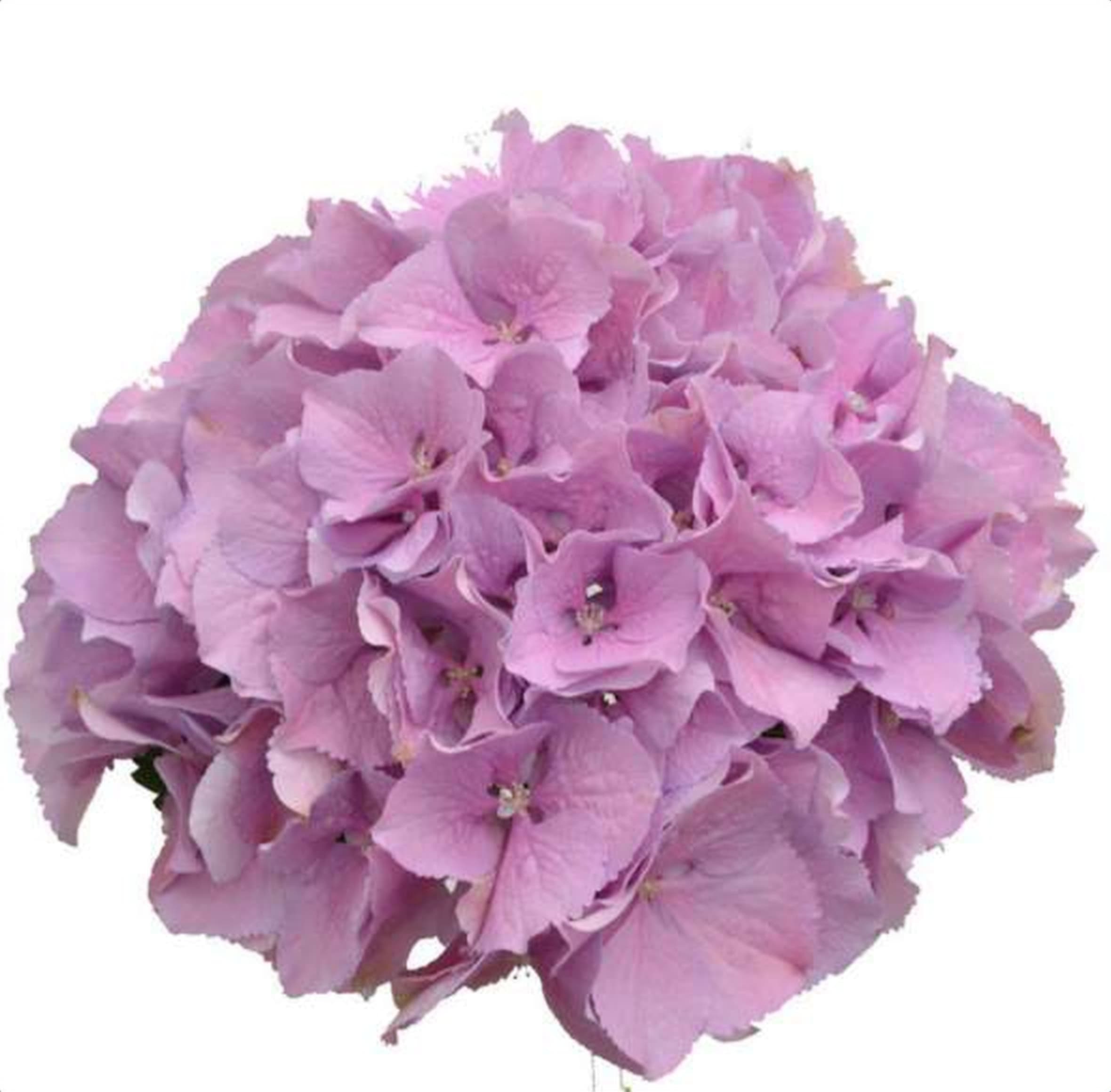 Hydrangea Lilac, a lilac hydrangea grown in Kenya for wholesale export