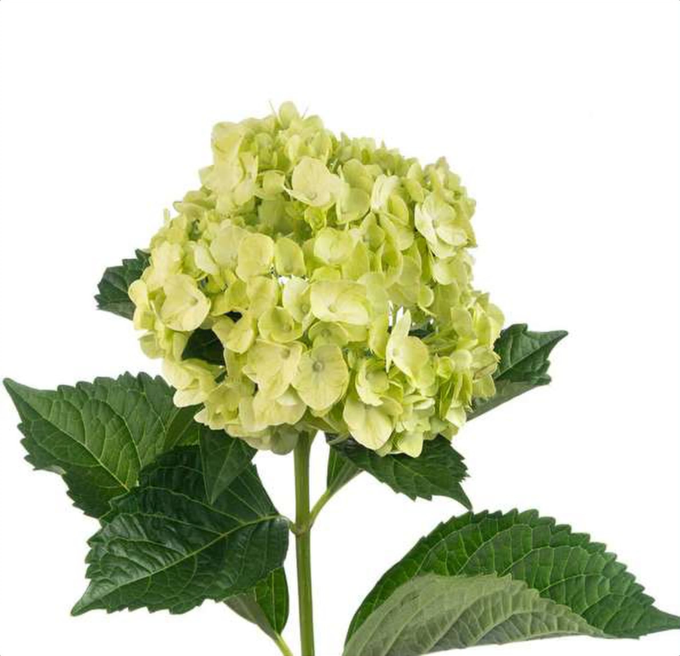 Hydrangea Lime Green, a lime green hydrangea grown in Kenya for wholesale export