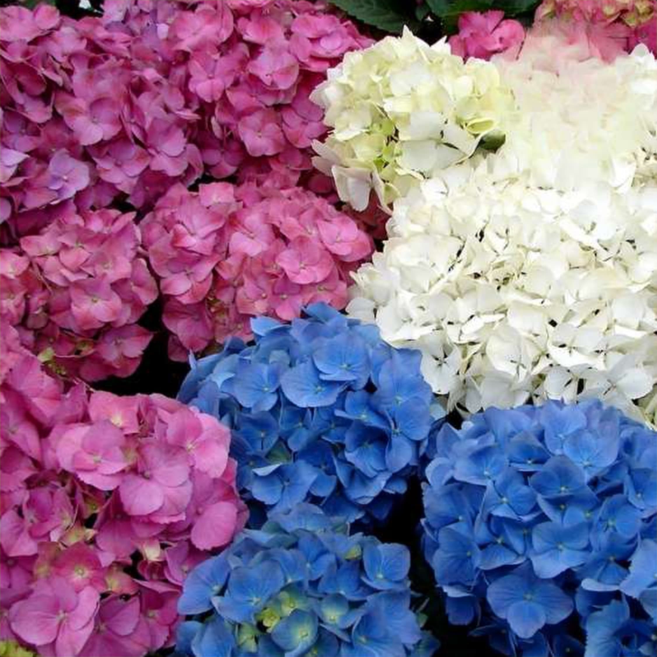 Hydrangea Mix Color, a mixed hydrangea grown in Kenya for wholesale export