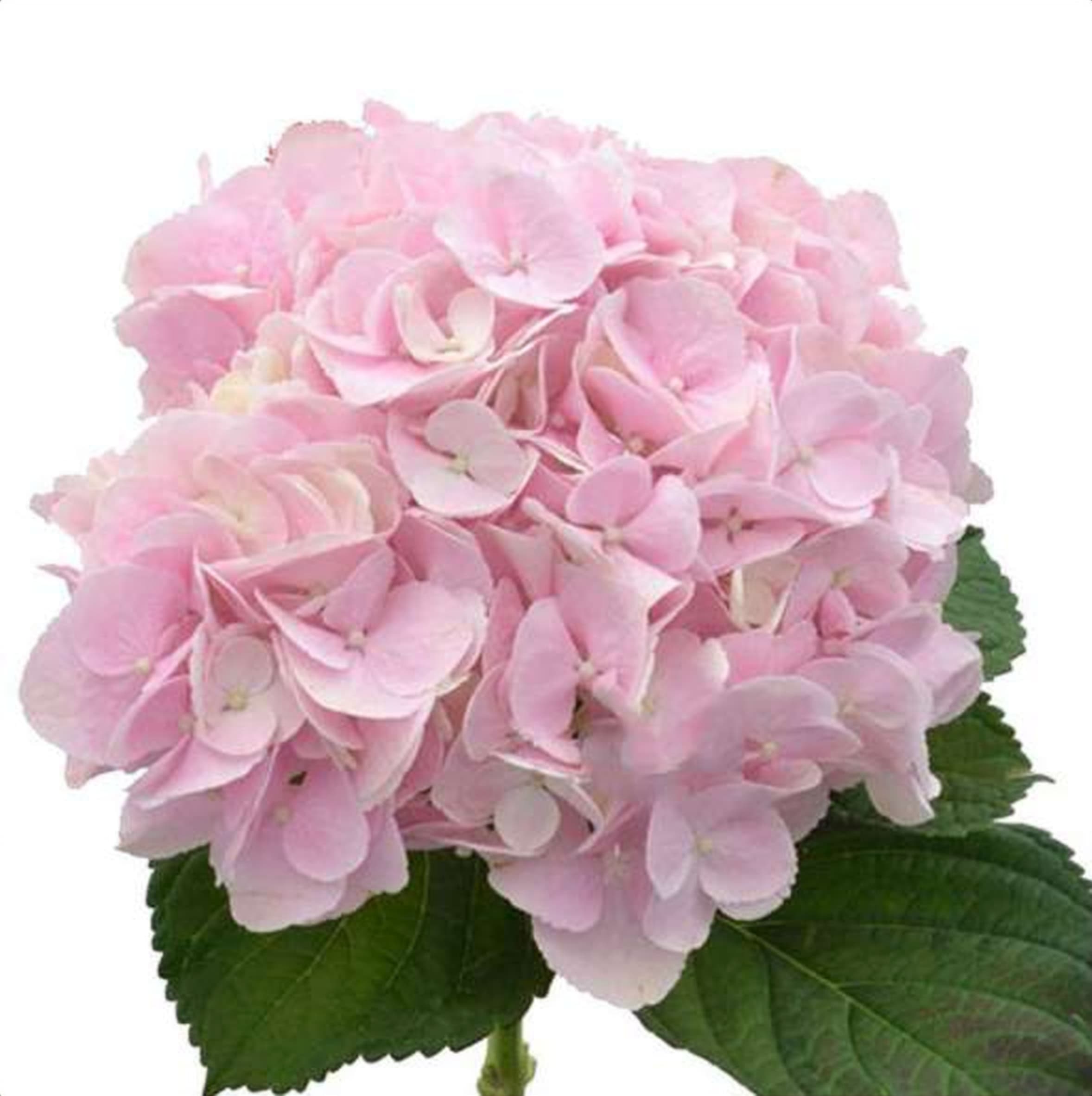 Hydrangea Pink, a pink hydrangea grown in Kenya for wholesale export