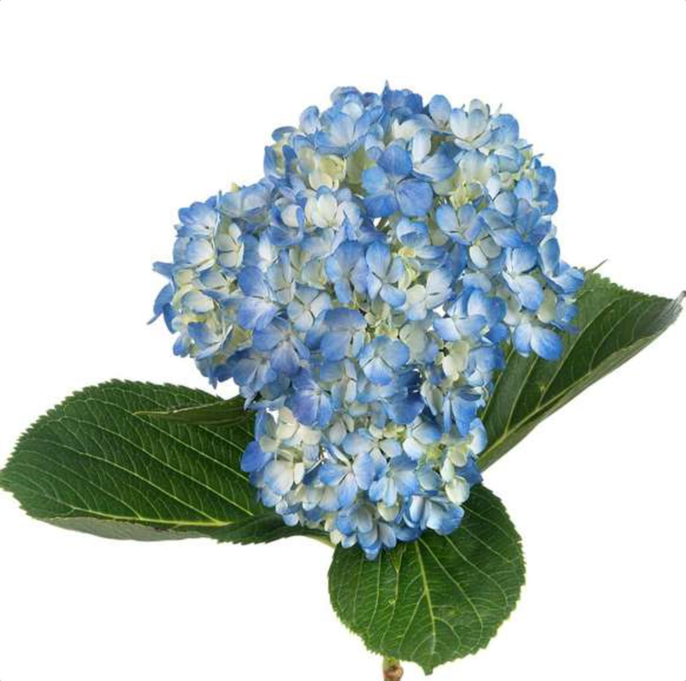 Hydrangea Shocking Blue, a blue & white bicolour hydrangea grown in Kenya for wholesale export