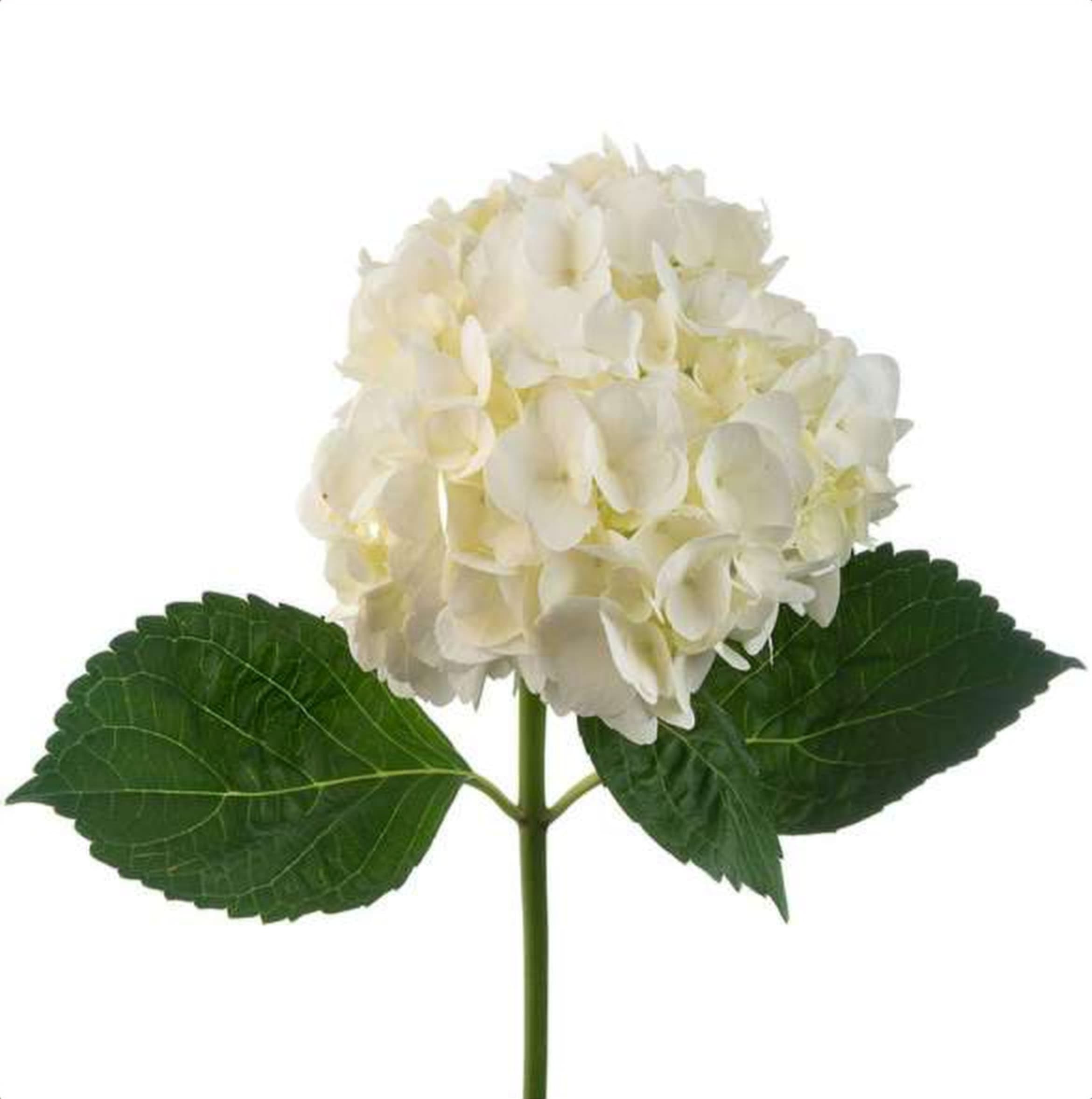 Hydrangea White, a white hydrangea grown in Kenya for wholesale export