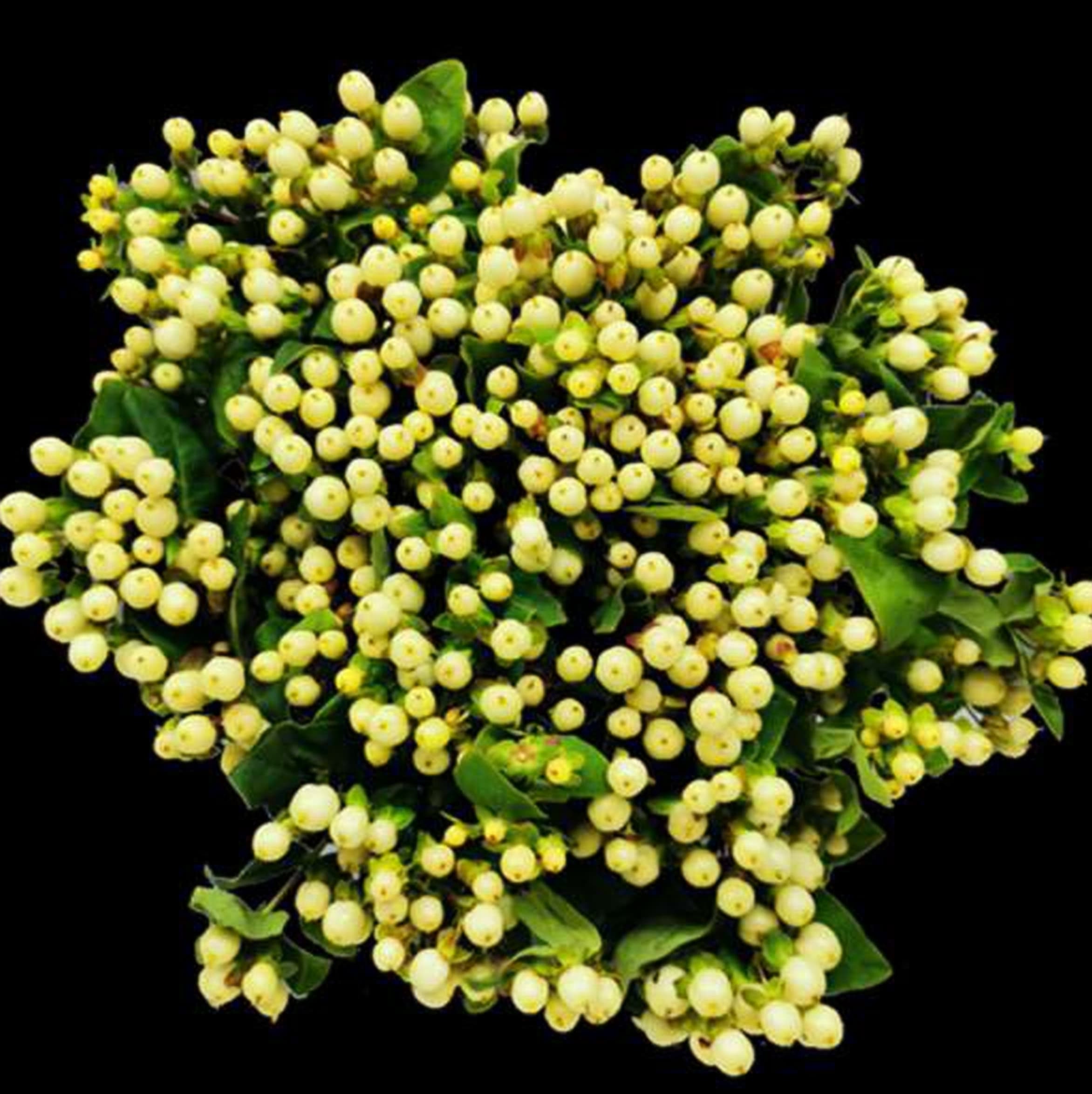 Hyp. Magic Snow Prince, a cream hypericum grown in Kenya for wholesale export