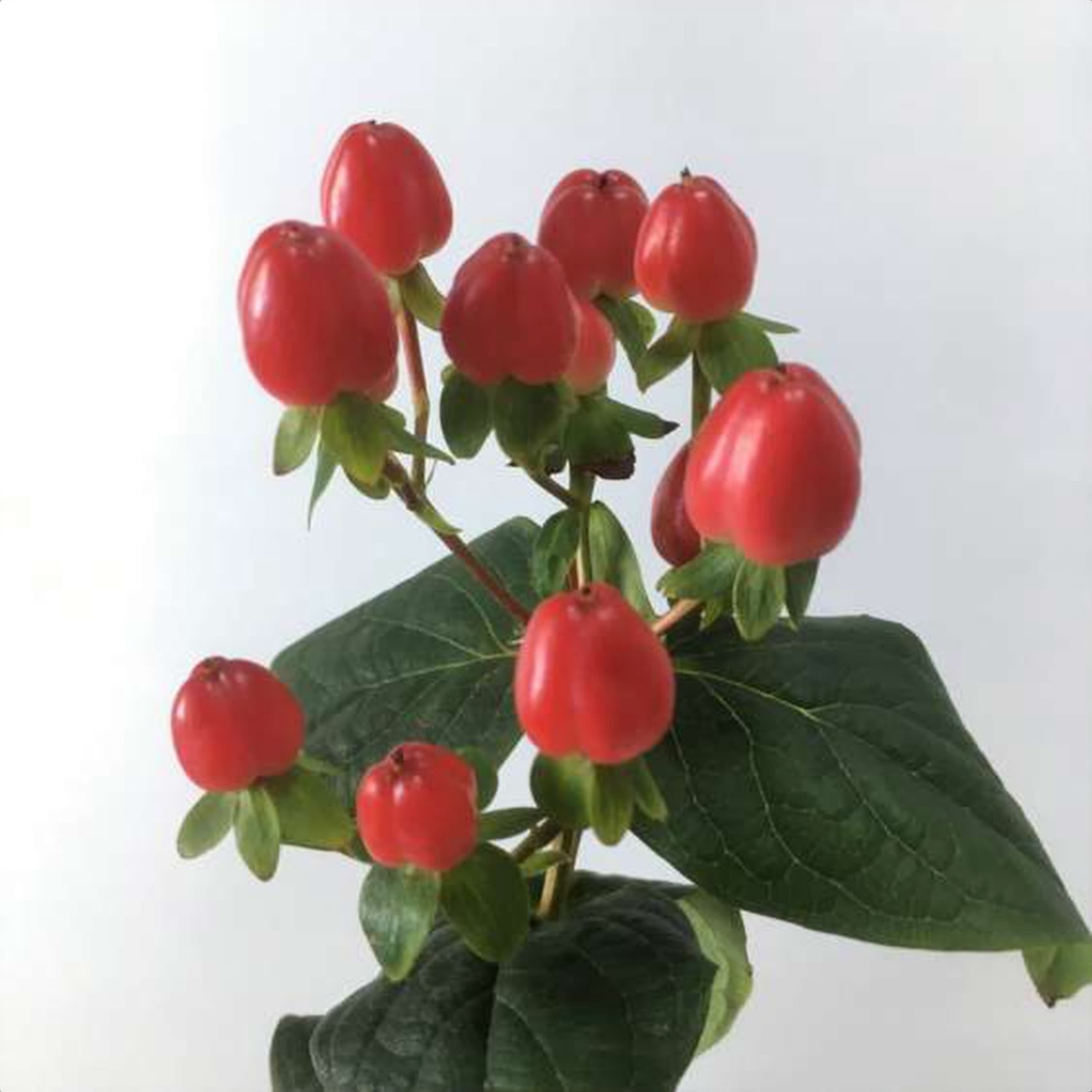 Hyp. Magical Triumph, a red hypericum grown in Kenya for wholesale export
