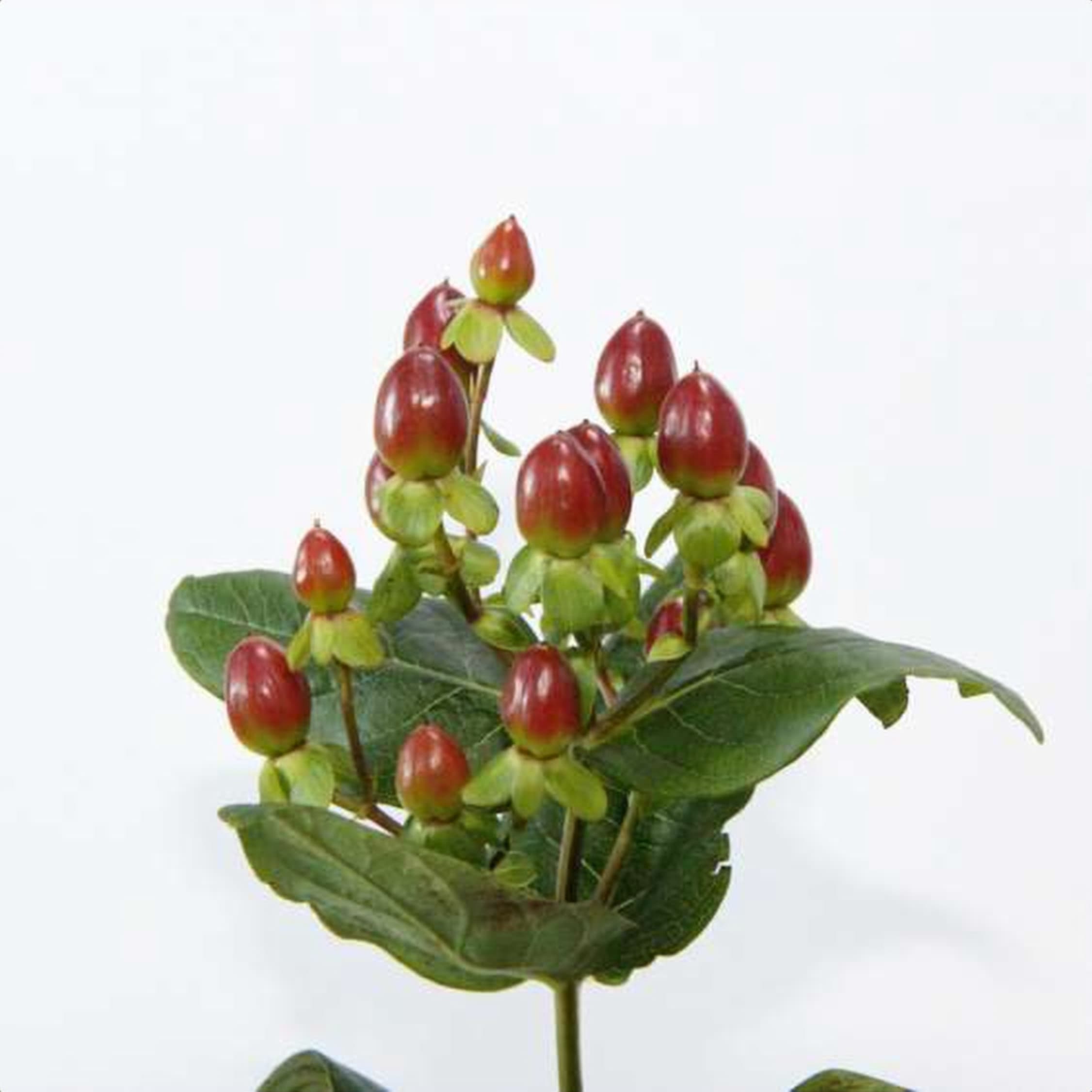 Hypericum Excellent Fair, a red hypericum grown in Kenya for wholesale export