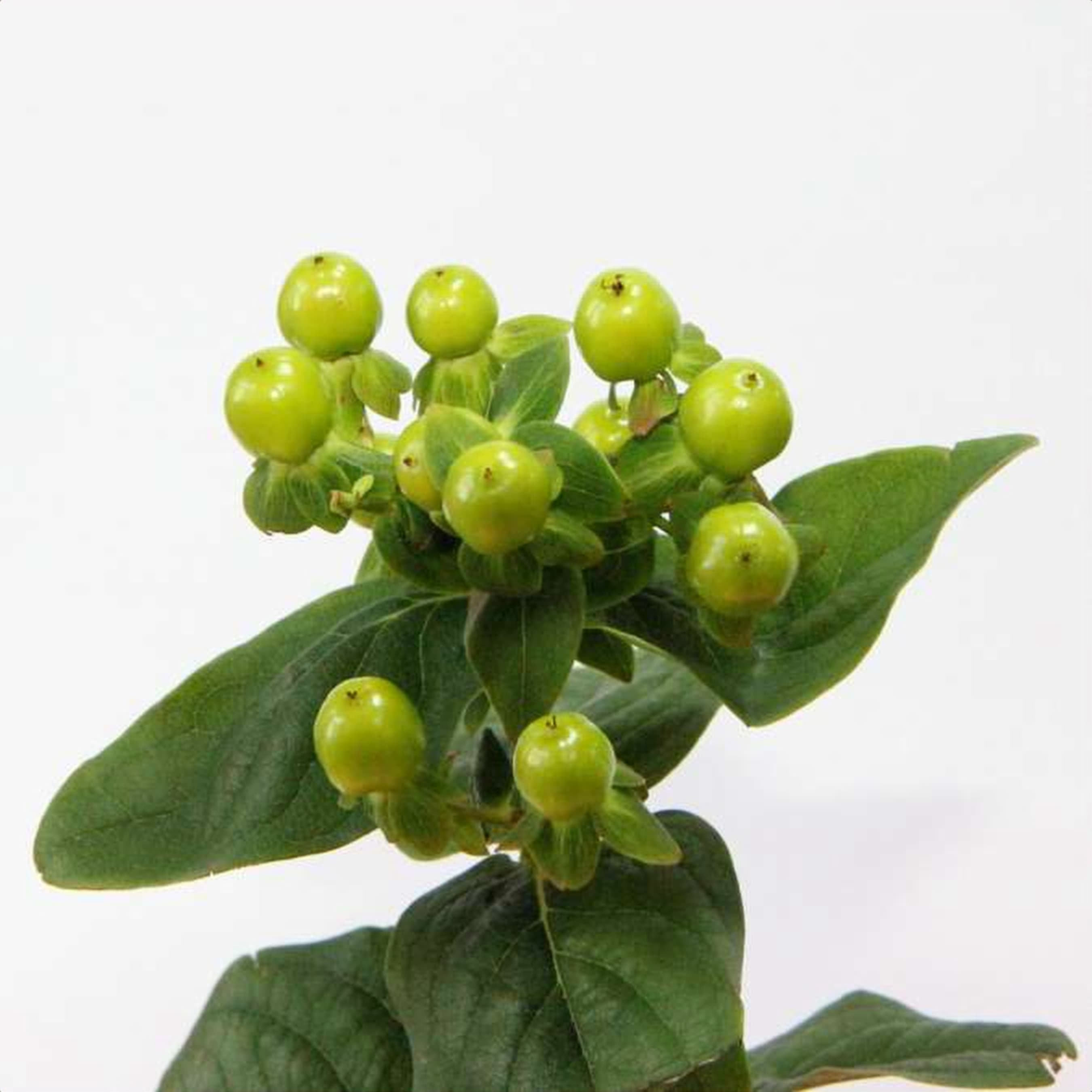 Hypericum Green Power, a green hypericum grown in Kenya for wholesale export
