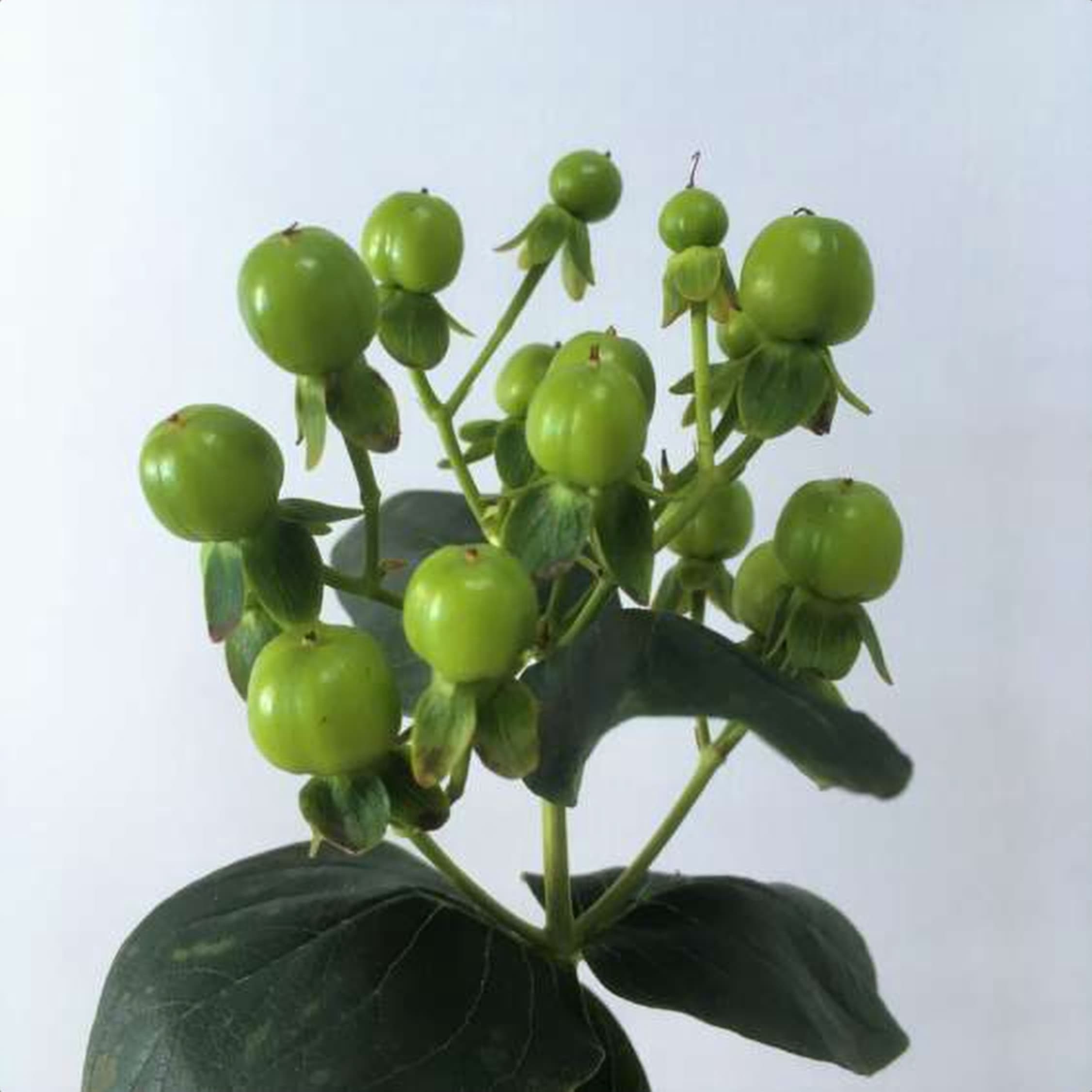 Hypericum Green Revival, a green hypericum grown in Kenya for wholesale export